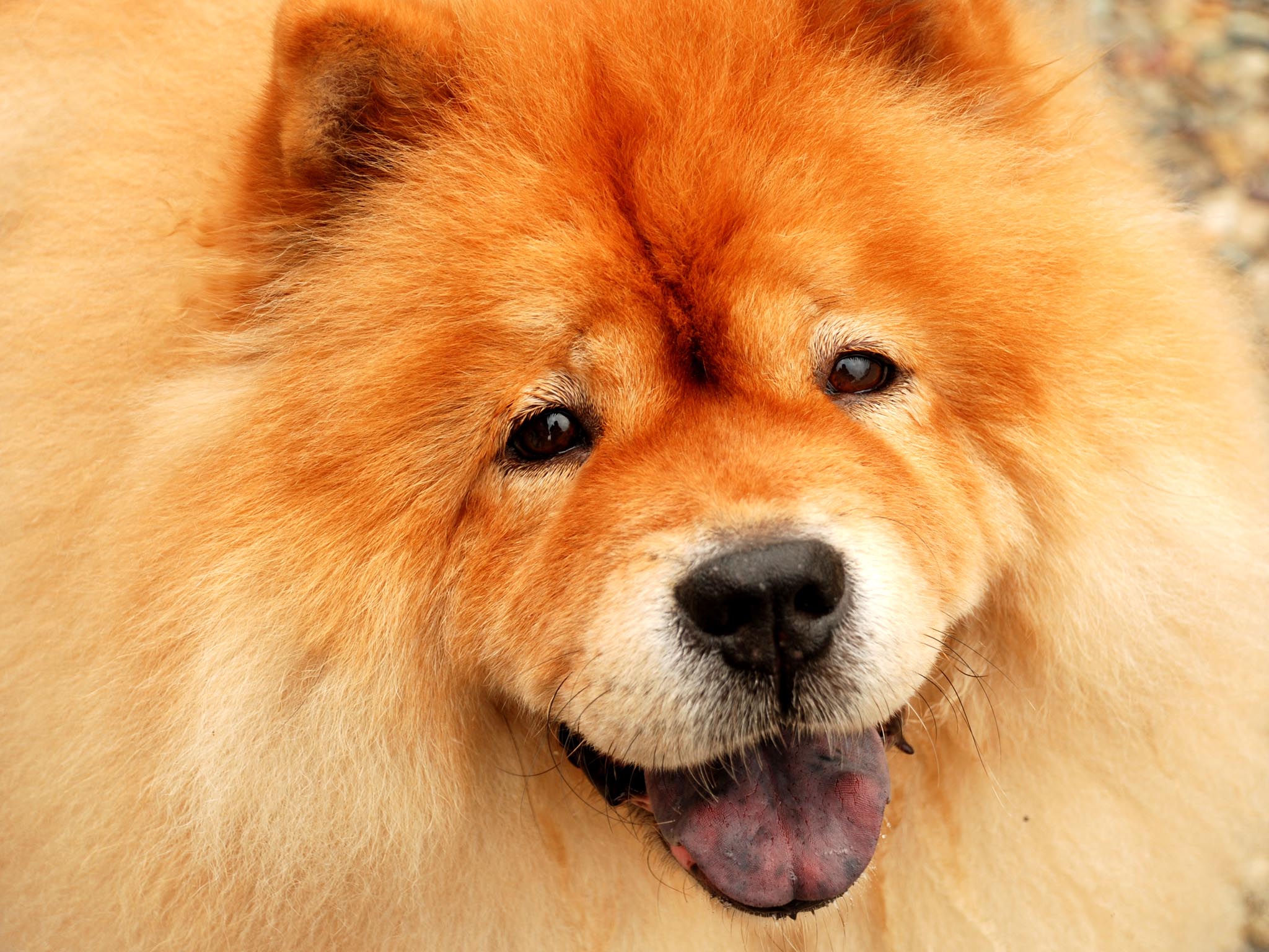 Chow Chow Wallpapers Wallpaper Cave