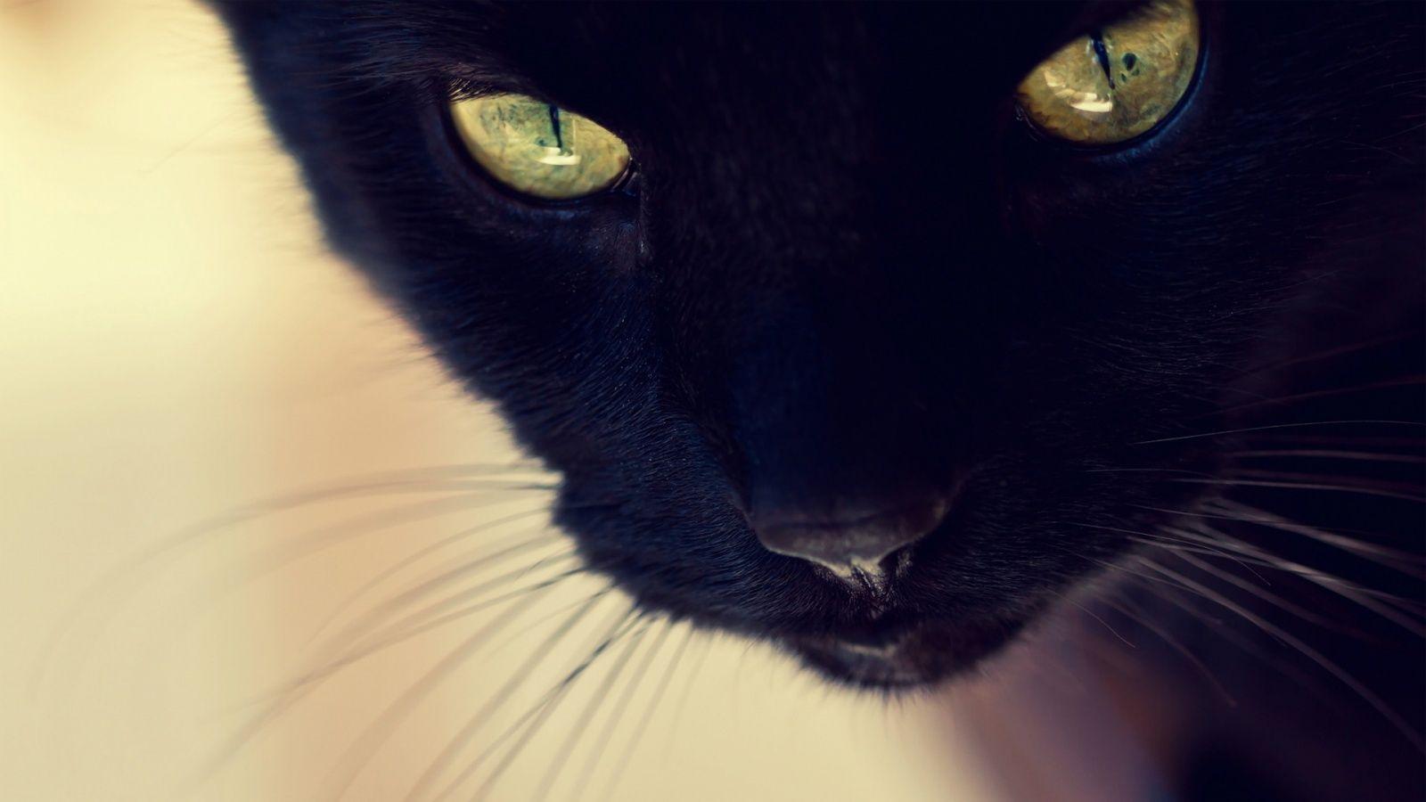 Wallpapers Black Cat Wallpaper Cave