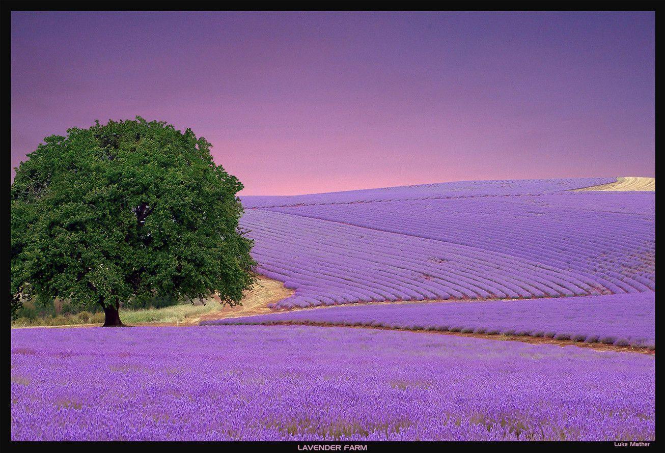 Lavender Color Wallpapers Wallpaper Cave