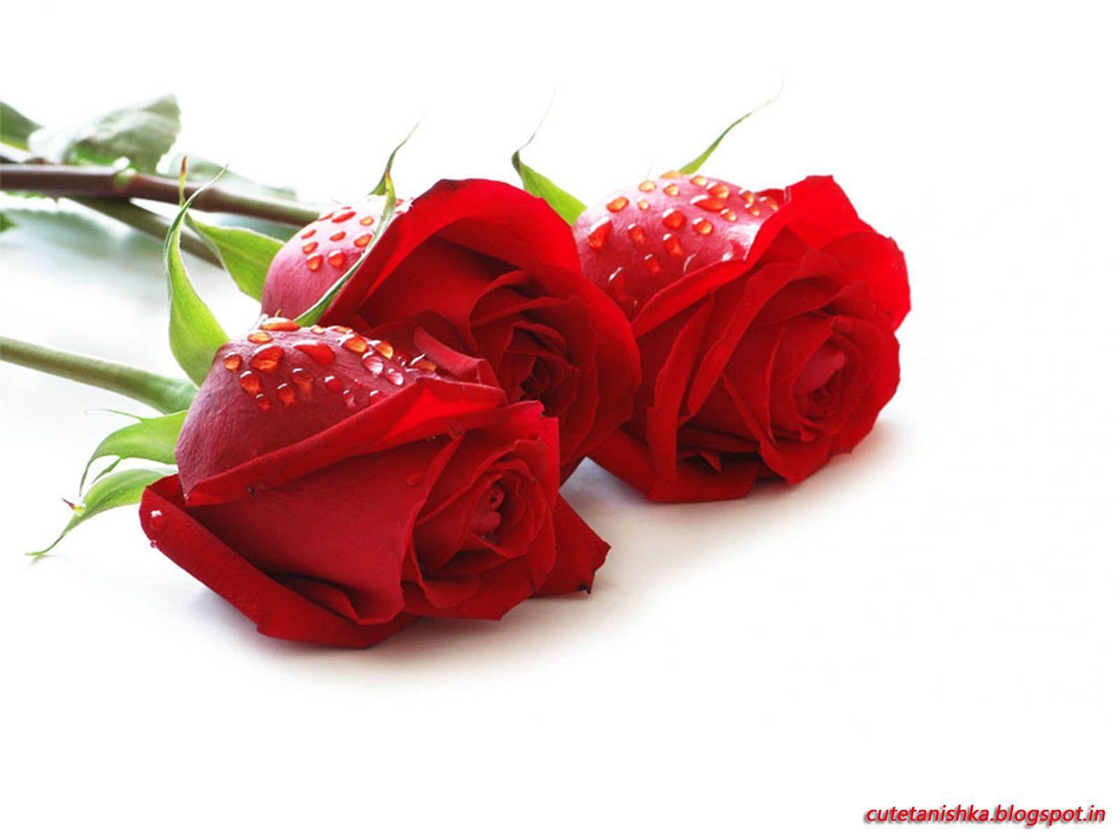 Red Roses Wallpapers For Desktop Wallpaper Cave