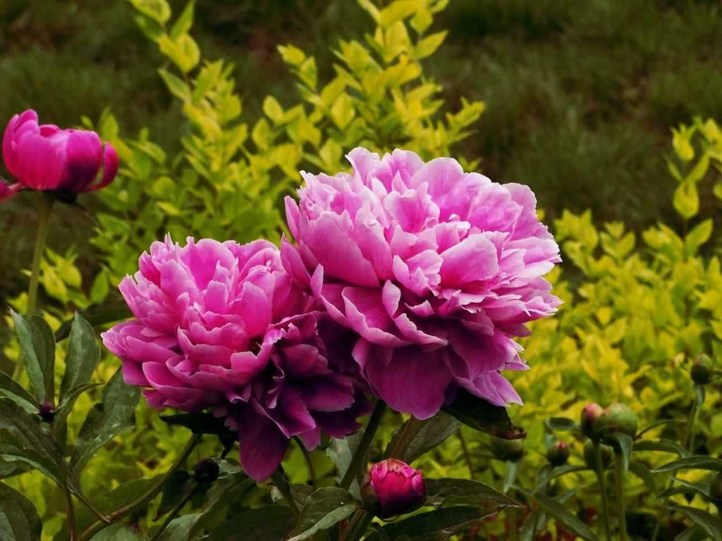Peony Flower Wallpapers Wallpaper Cave