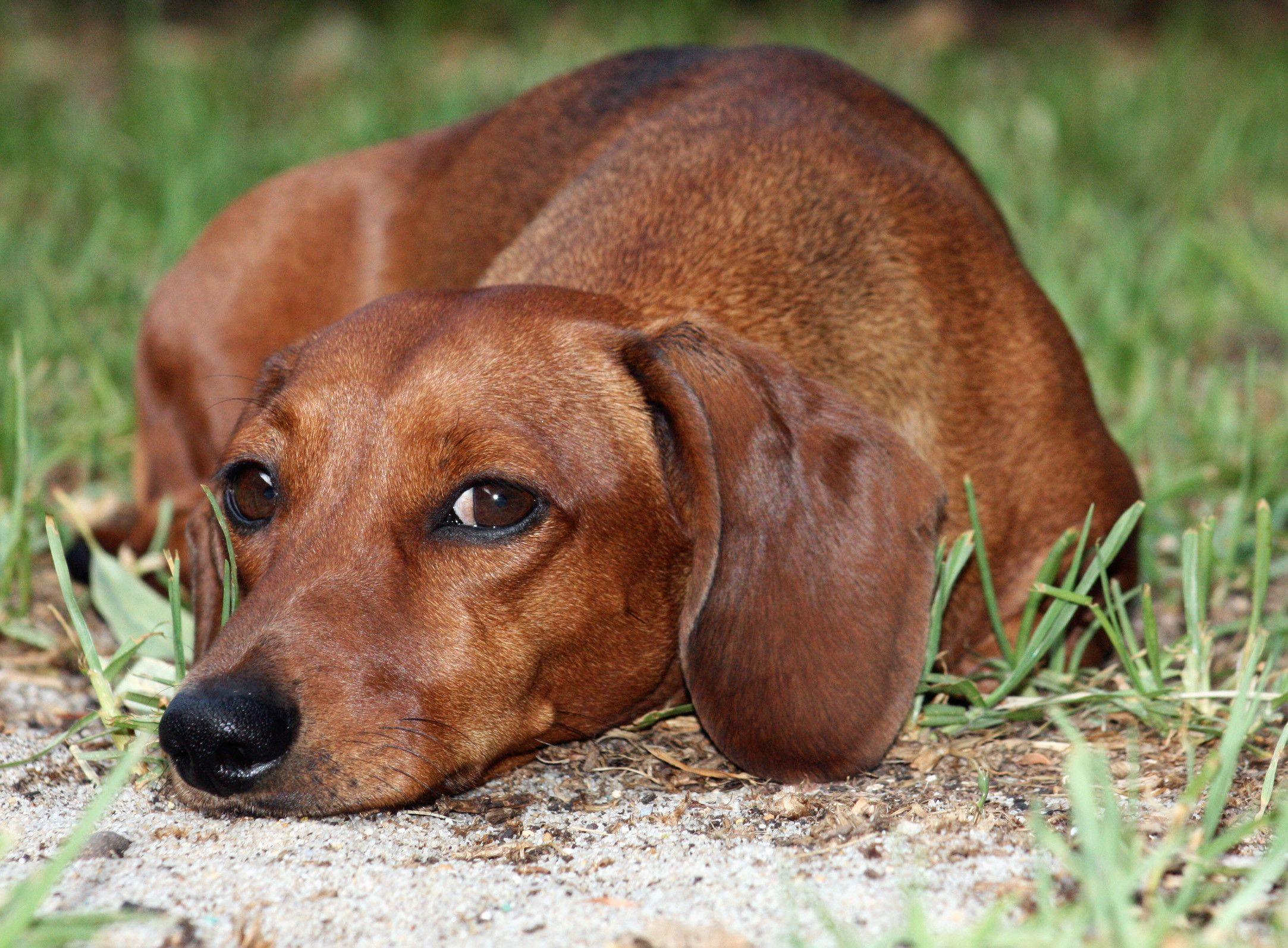 Wiener Dog Wallpapers Wallpaper Cave