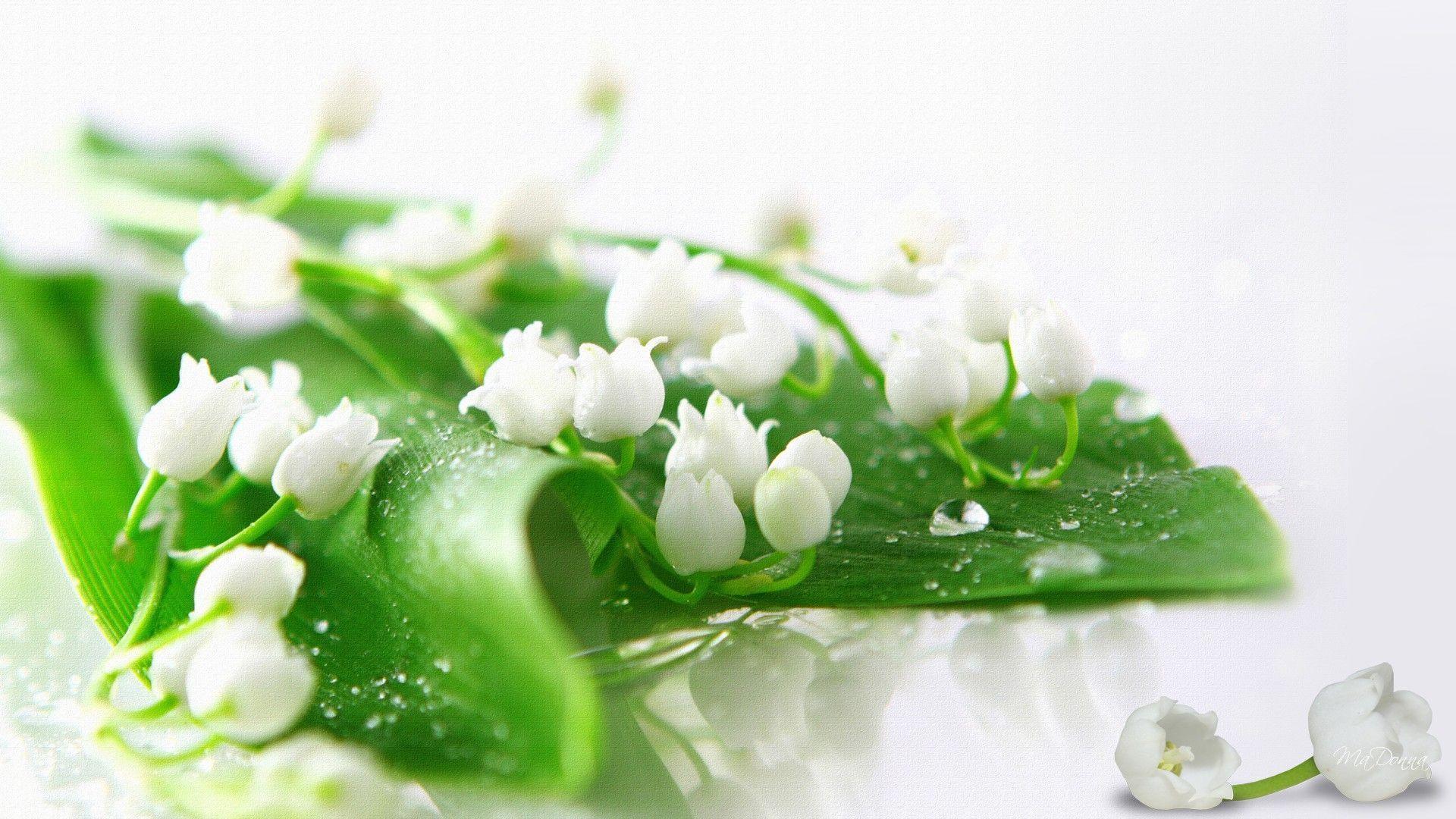 Lily Of The Valley Wallpapers Wallpaper Cave