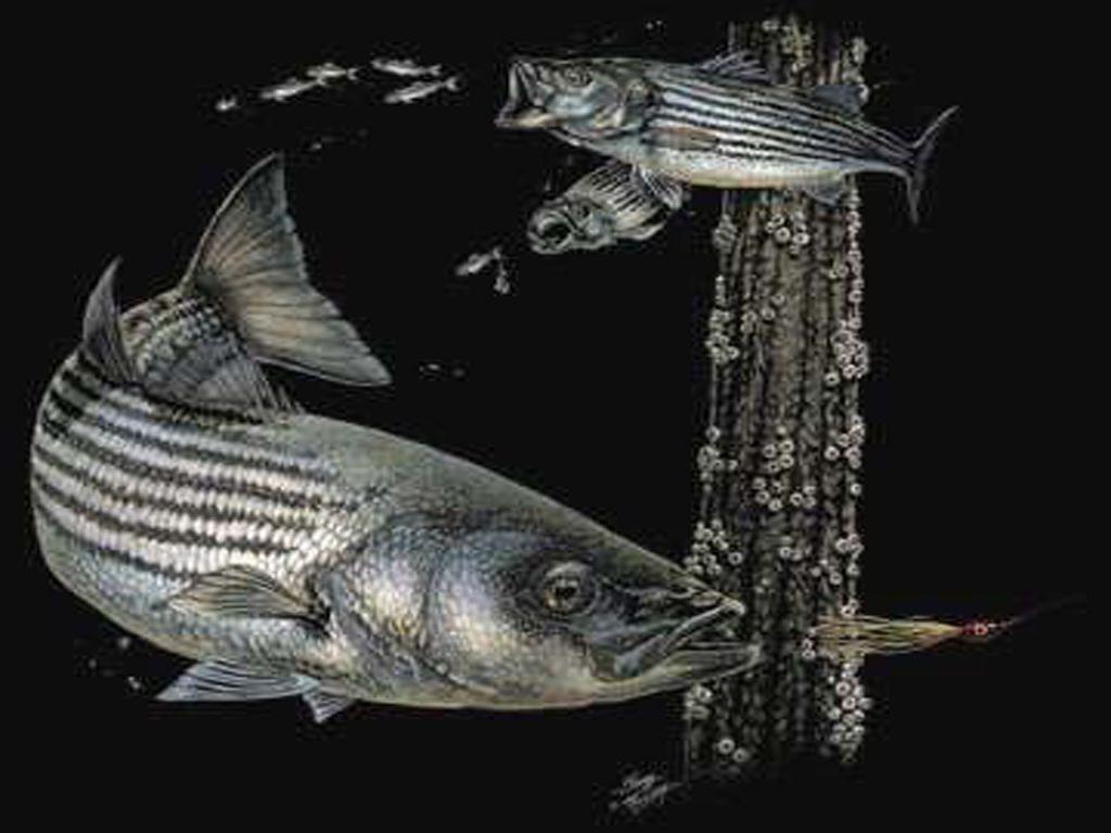 Stripers Wallpapers Wallpaper Cave