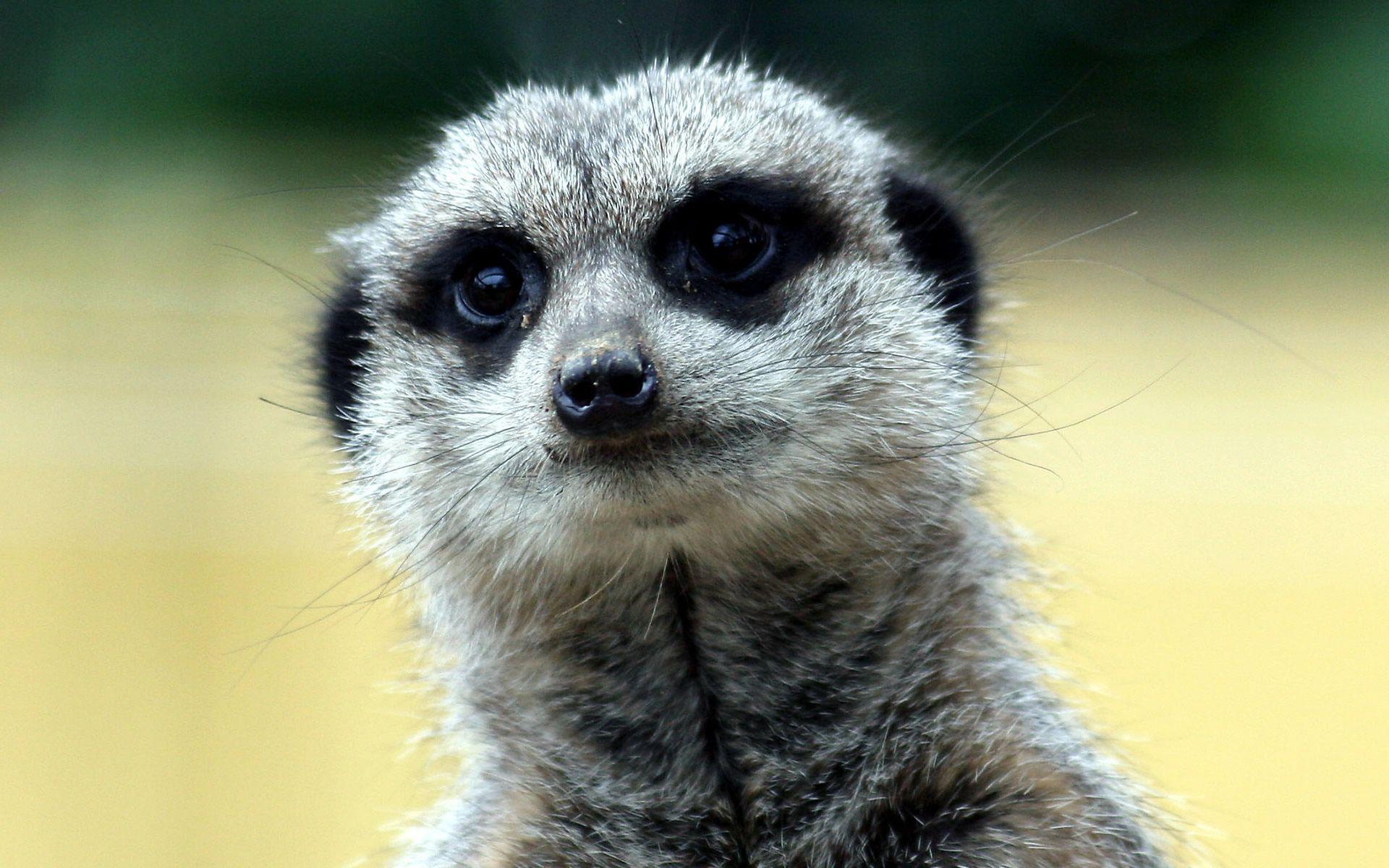 Meerkat Wallpapers Wallpaper Cave