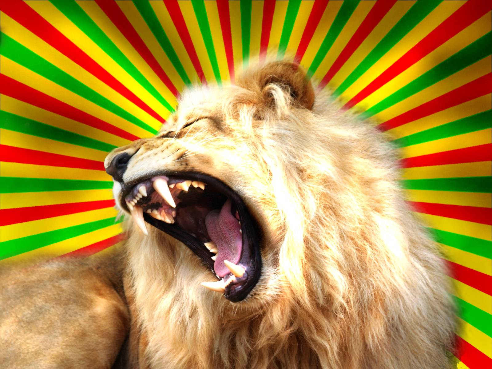 Rasta Lion Wallpapers Wallpaper Cave