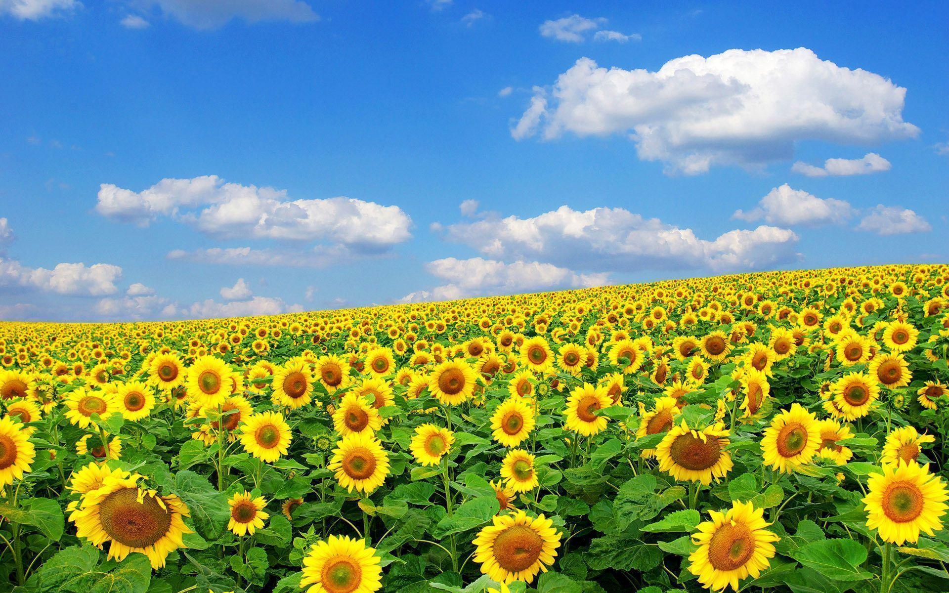 Field Of Flowers Wallpapers Wallpaper Cave