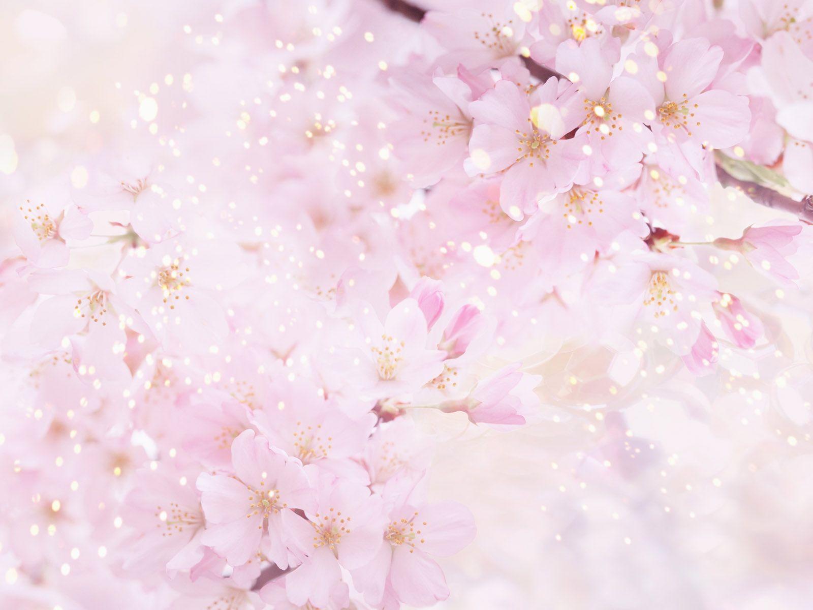 Sakura Flower Wallpapers Wallpaper Cave