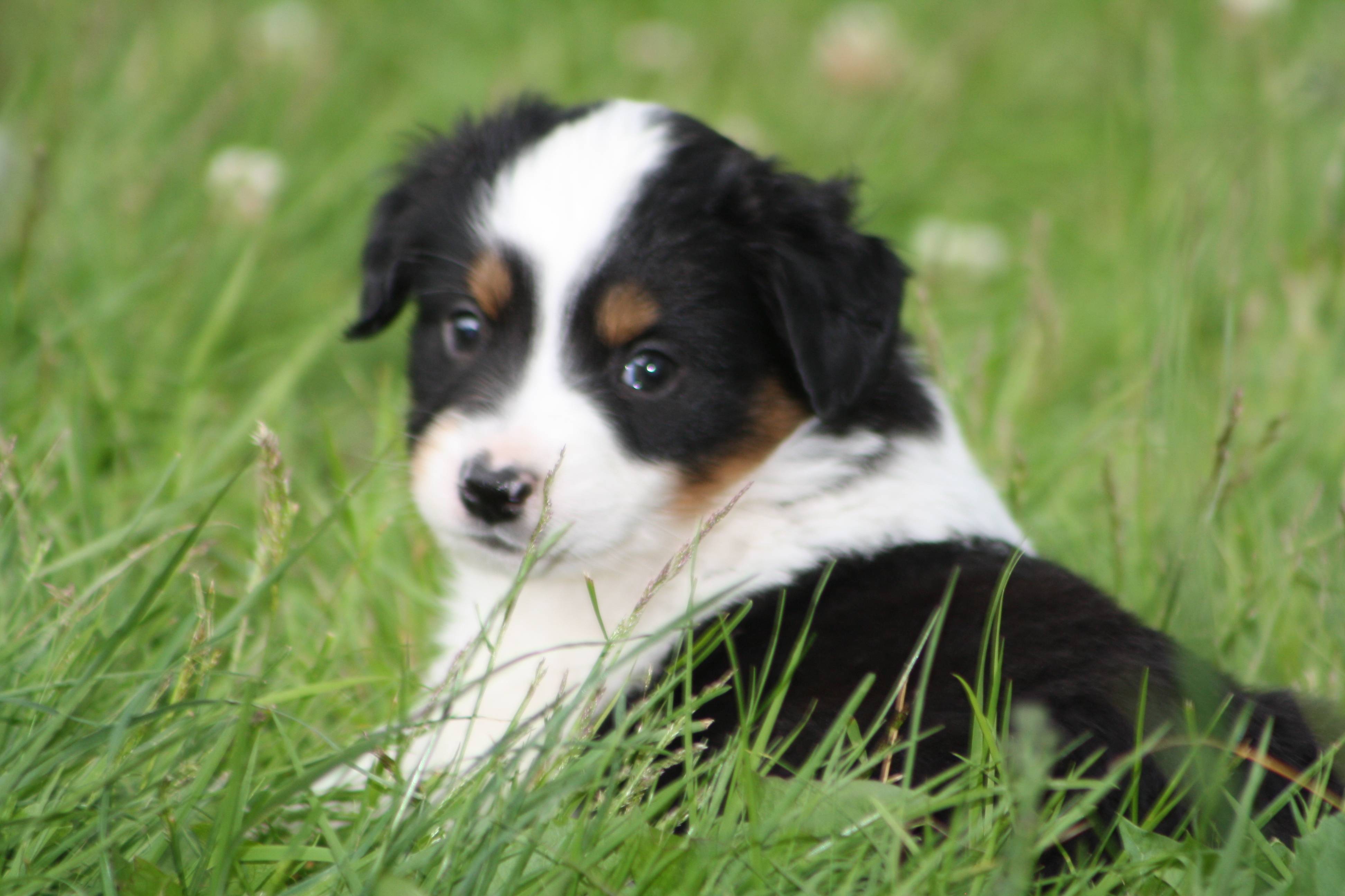 Australian Shepherd Wallpapers Wallpaper Cave