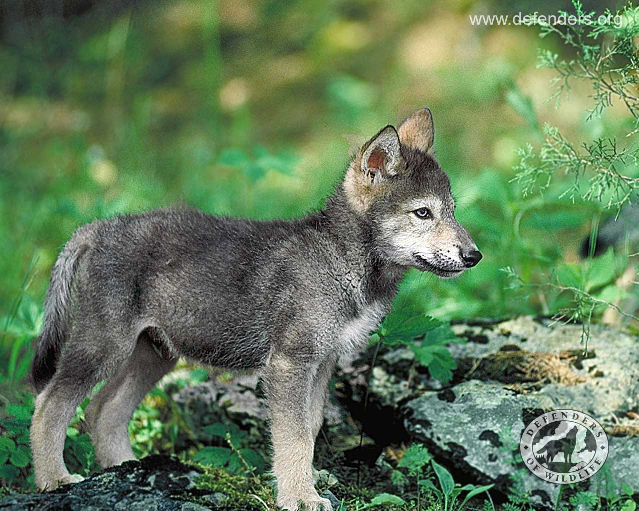 Baby Wolf Wallpapers Wallpaper Cave