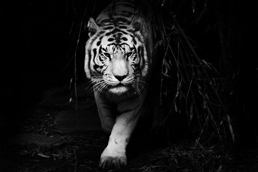 White Bengal Tiger Wallpapers Wallpaper Cave