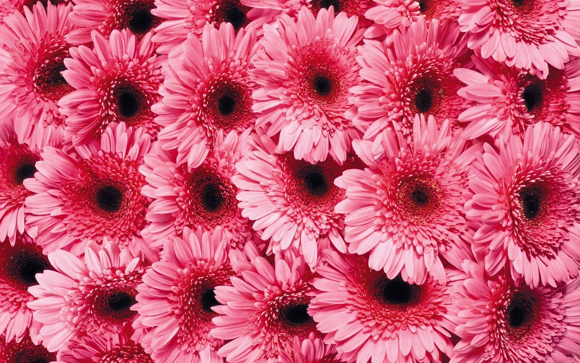 Gerbera Daisies Wallpapers Wallpaper Cave