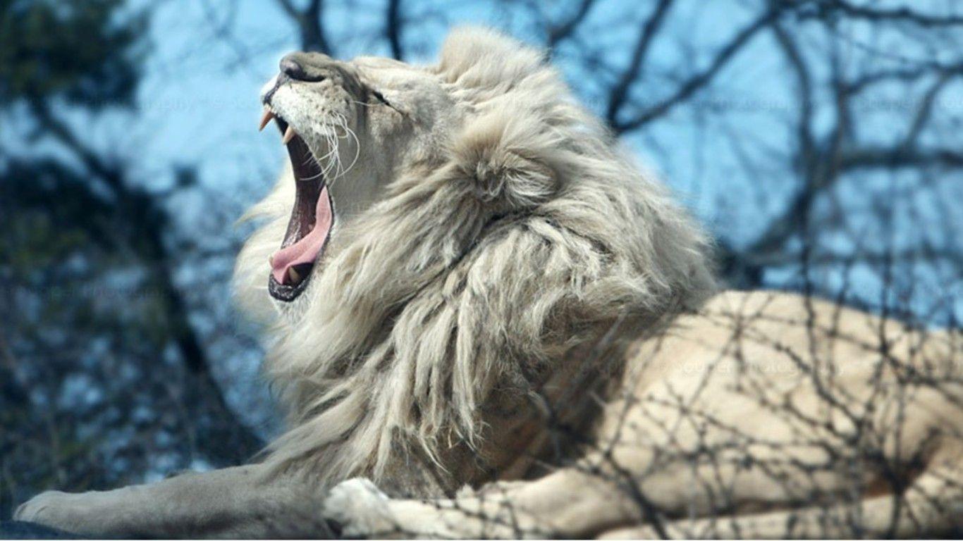Wallpapers Of White Lion Wallpaper Cave
