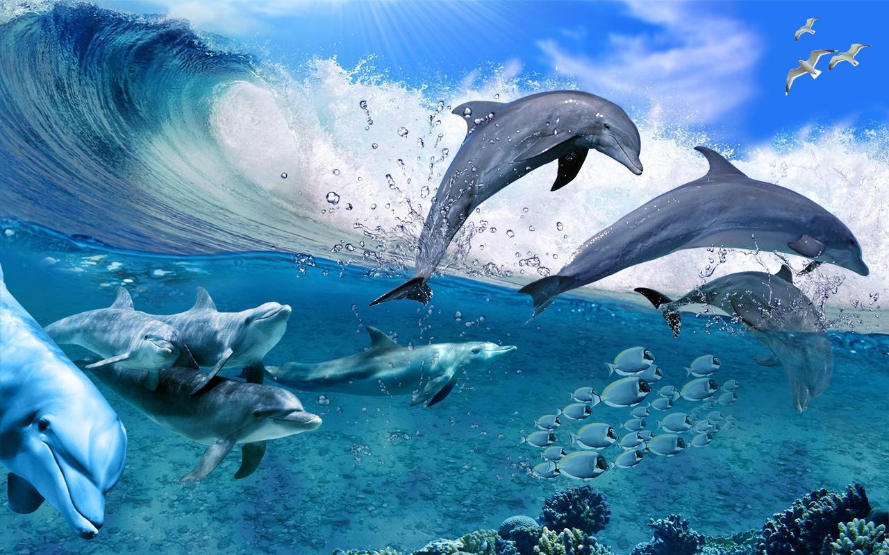 Dolphins Wallpapers Wallpaper Cave