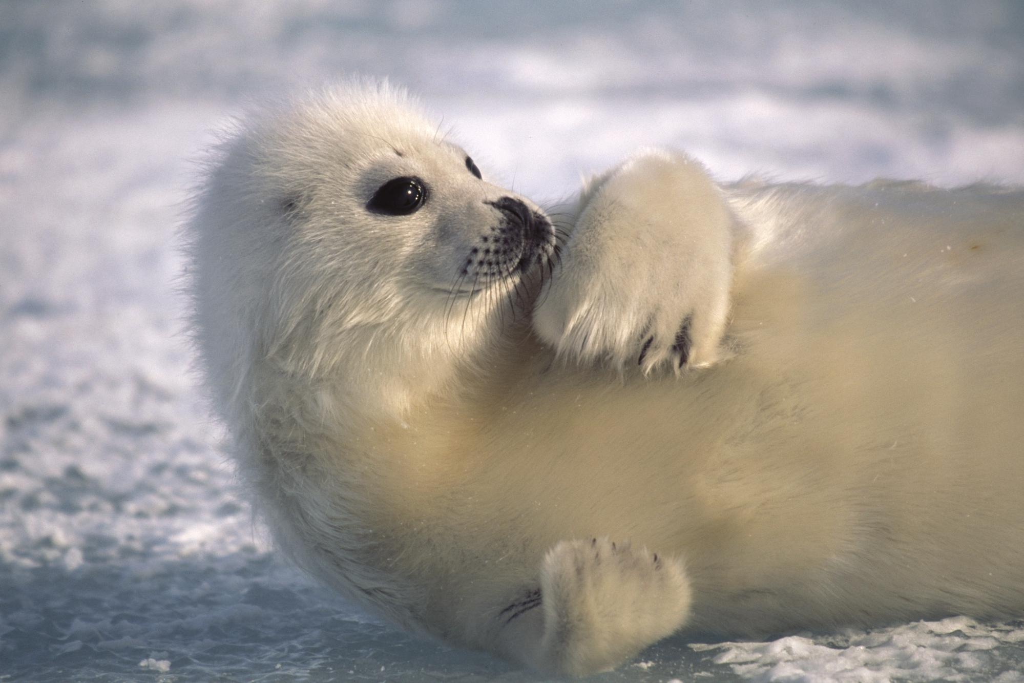 Baby Seal Wallpapers Wallpaper Cave
