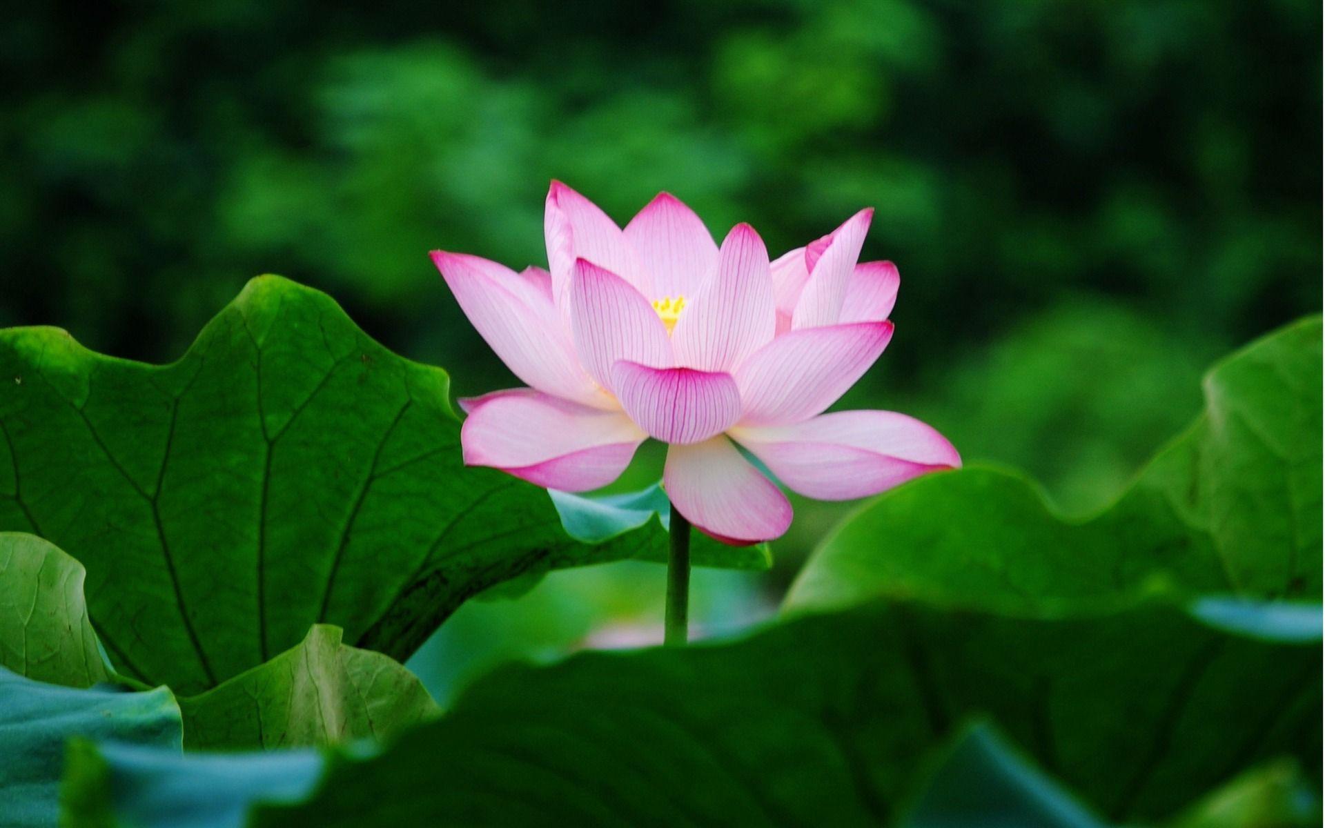 Lotus Wallpapers Wallpaper Cave
