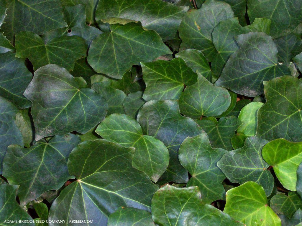 Ivy Wallpapers Wallpaper Cave
