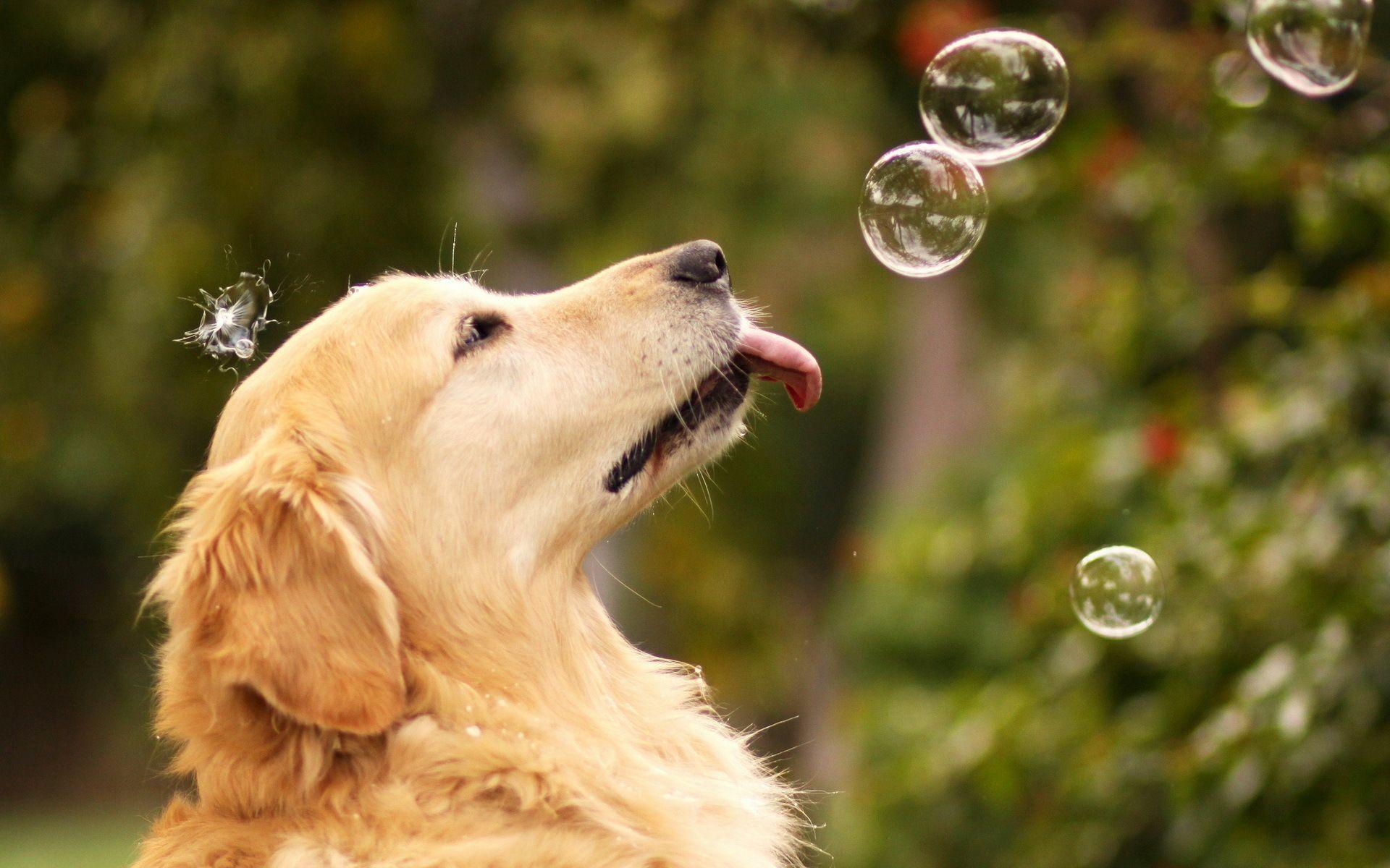 Golden Retriever Wallpapers Wallpaper Cave