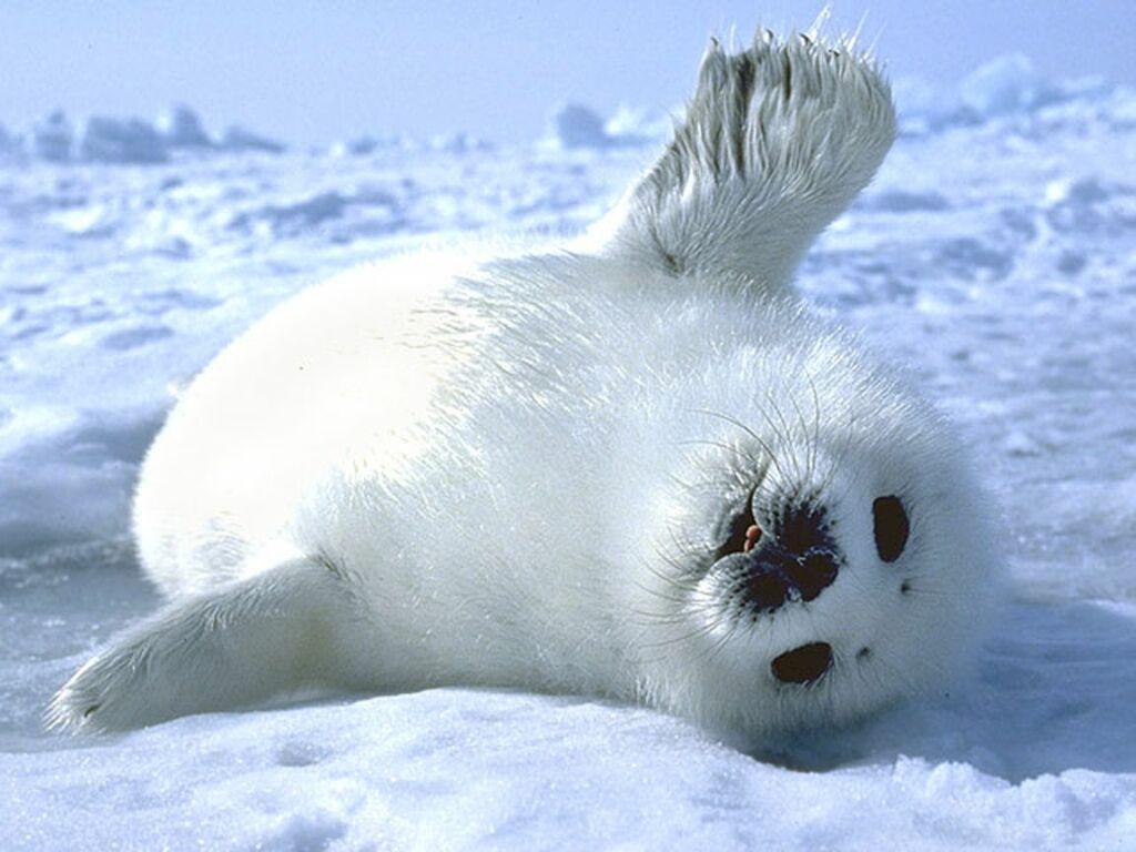 Baby Seal Wallpapers Wallpaper Cave