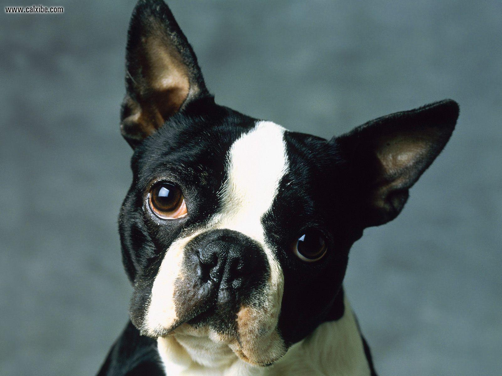 Boston Terrier Wallpapers Wallpaper Cave