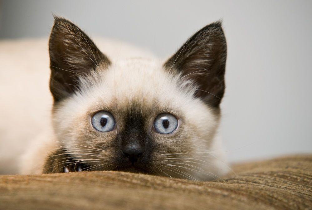 Siamese Kitten Wallpapers Wallpaper Cave
