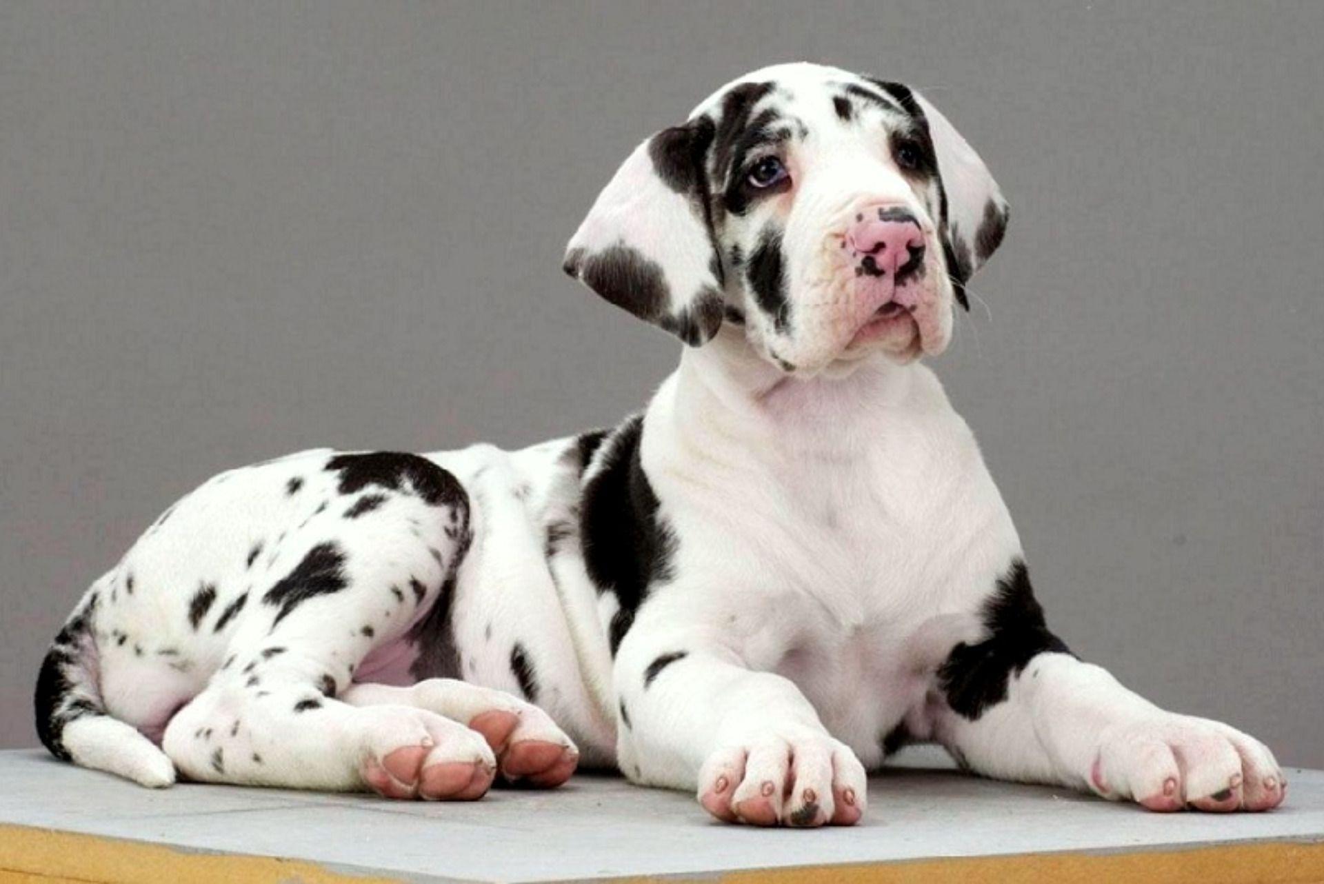 Great Dane Wallpapers Wallpaper Cave