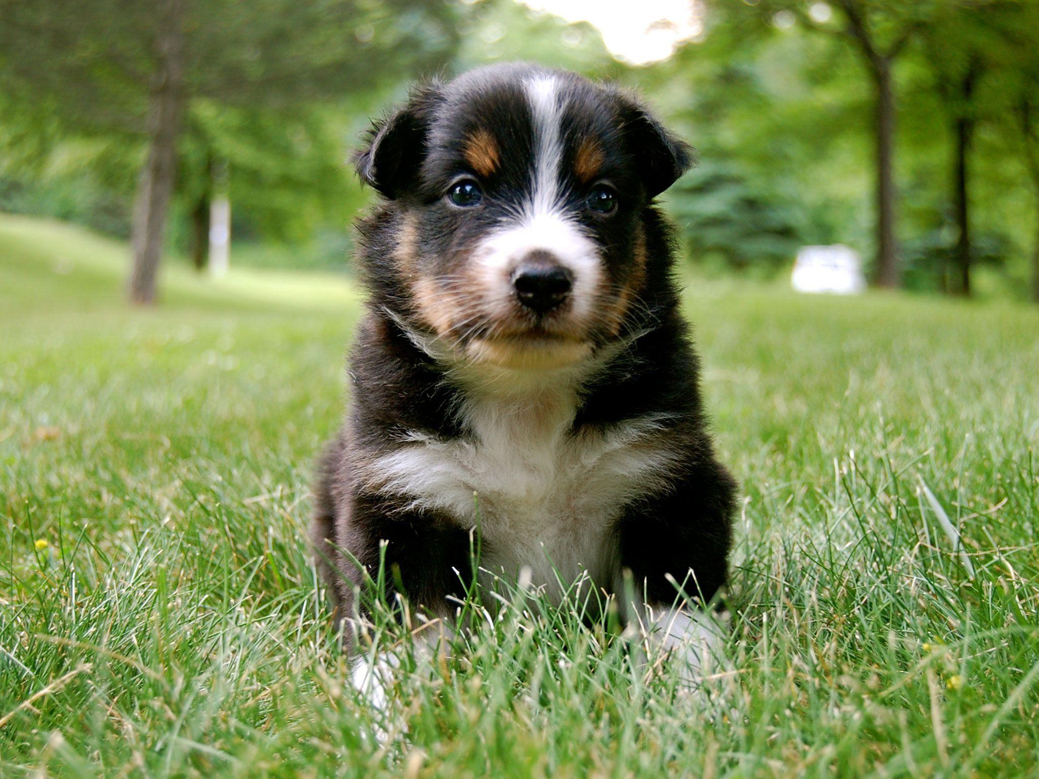 Australian Shepherd Wallpapers Wallpaper Cave