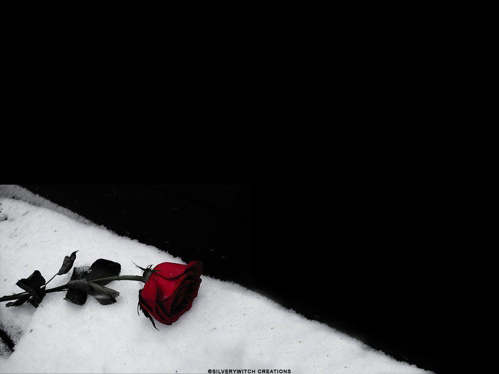 Wallpapers Black Rose Wallpaper Cave