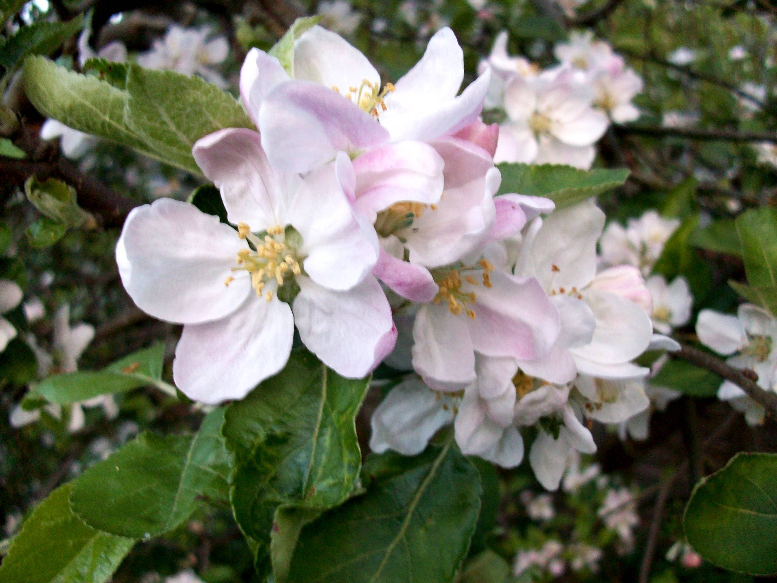 Apple Blossom Wallpapers Wallpaper Cave
