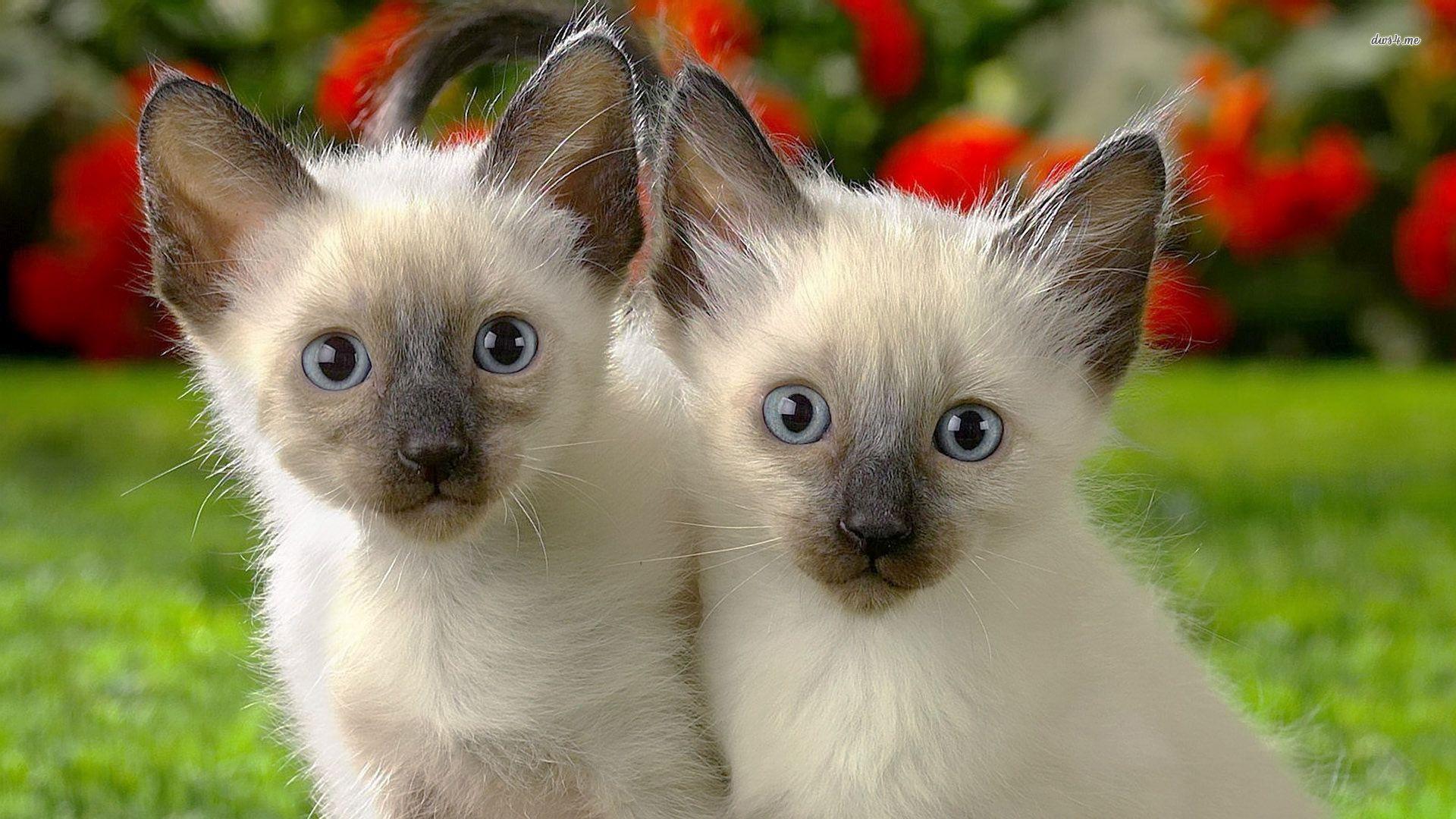 Siamese Kitten Wallpapers Wallpaper Cave