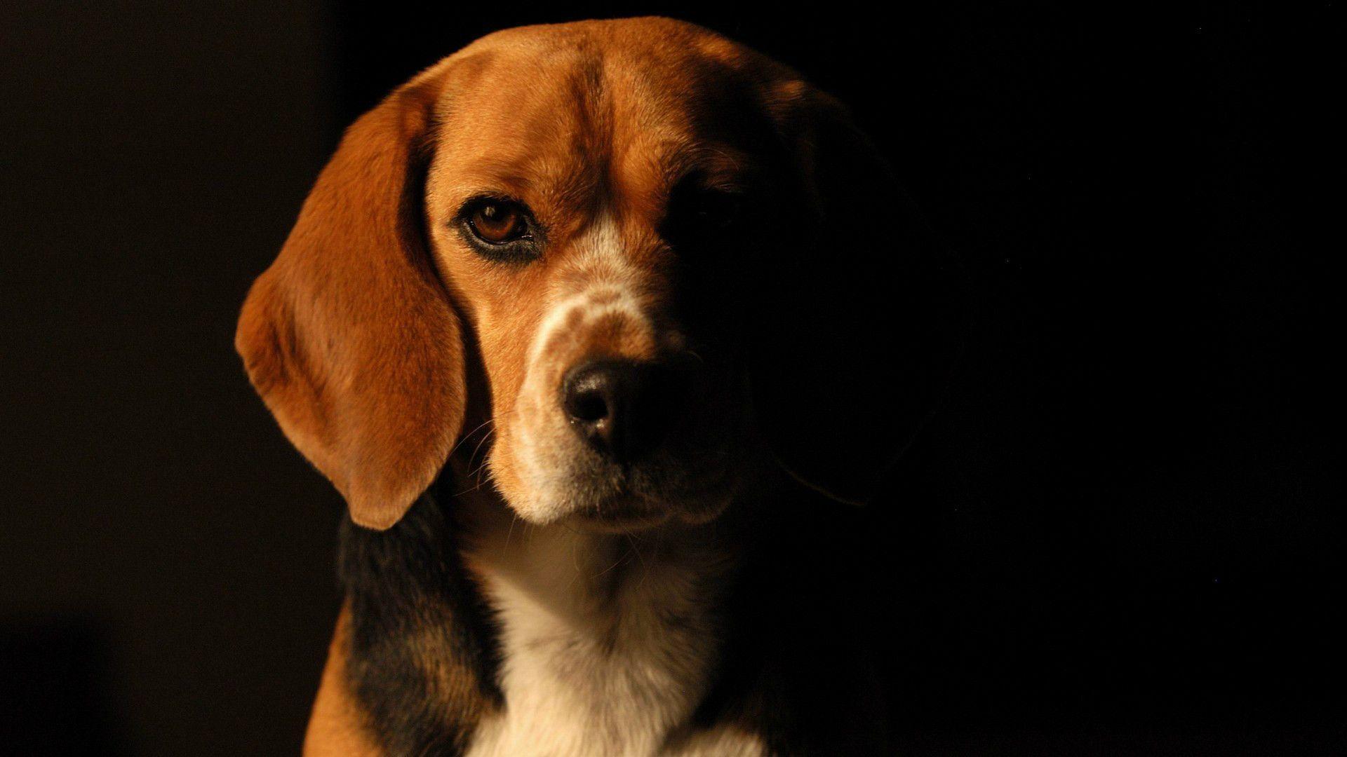 Beagle Wallpapers Wallpaper Cave