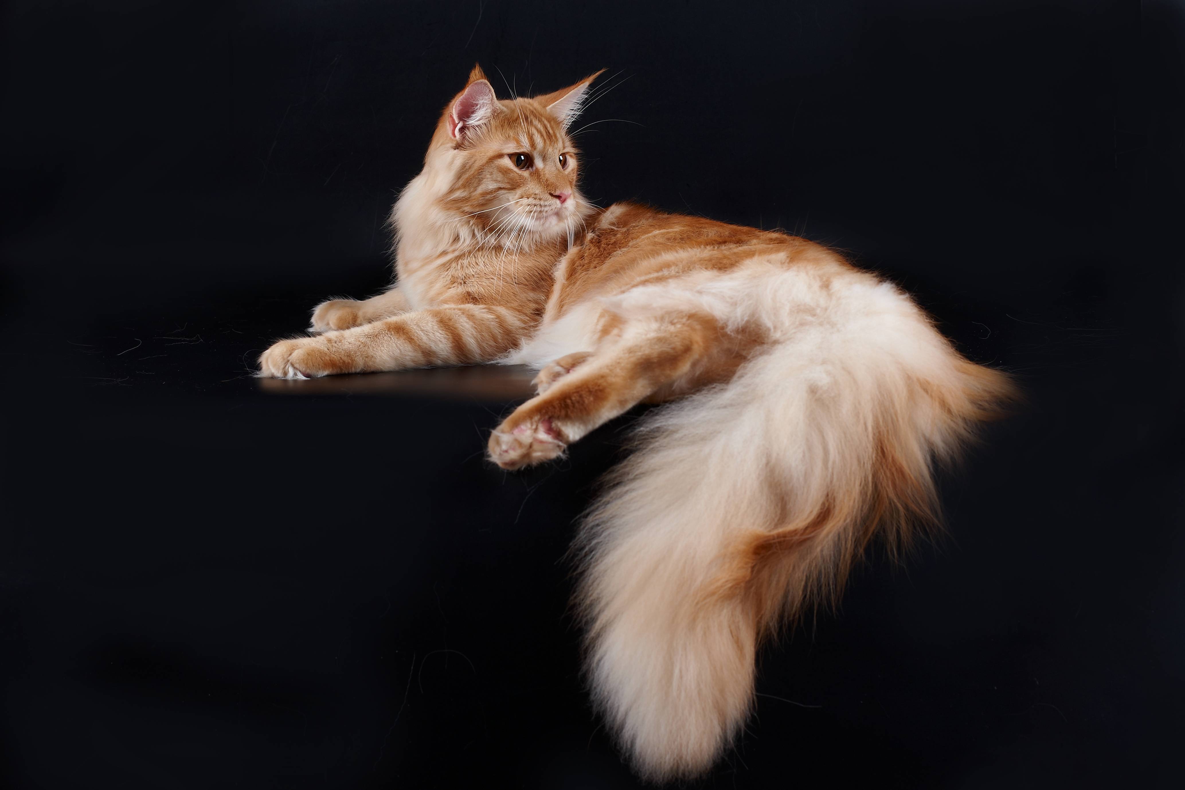 Maine Coon Wallpapers Wallpaper Cave