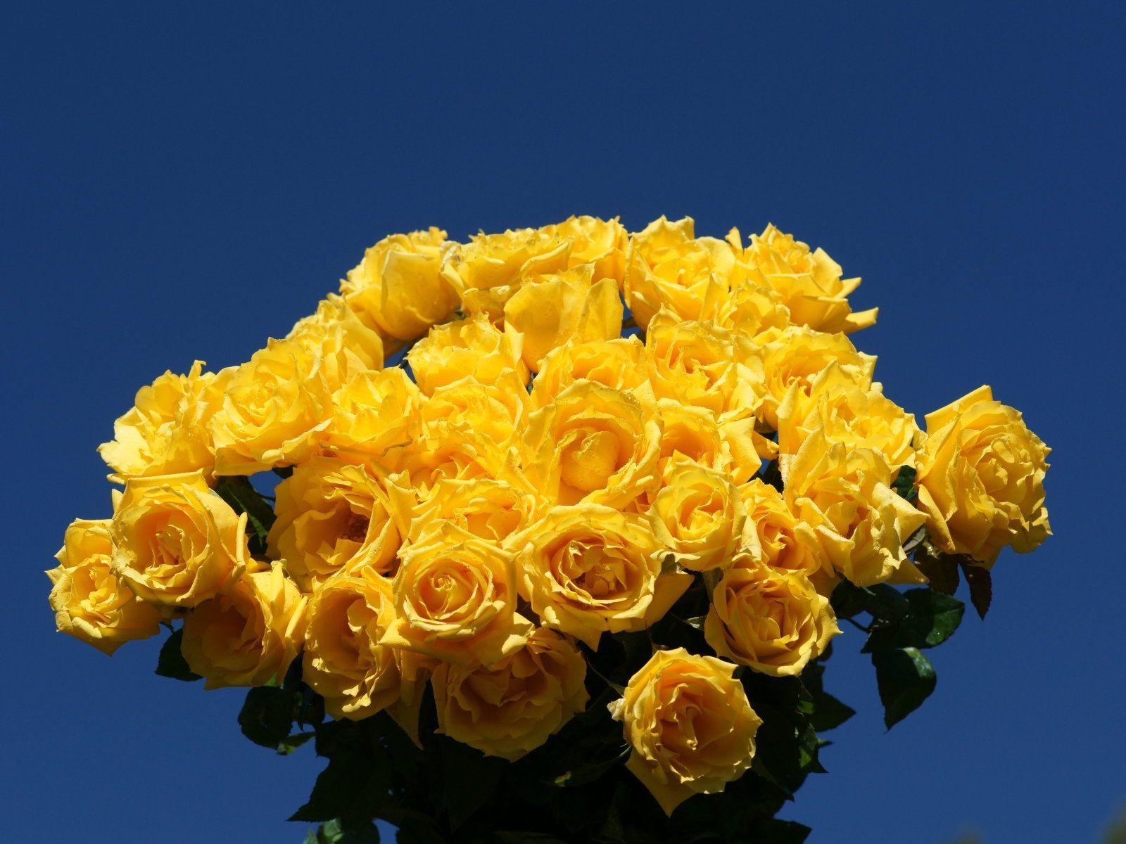 Wallpapers Yellow Rose Wallpaper Cave