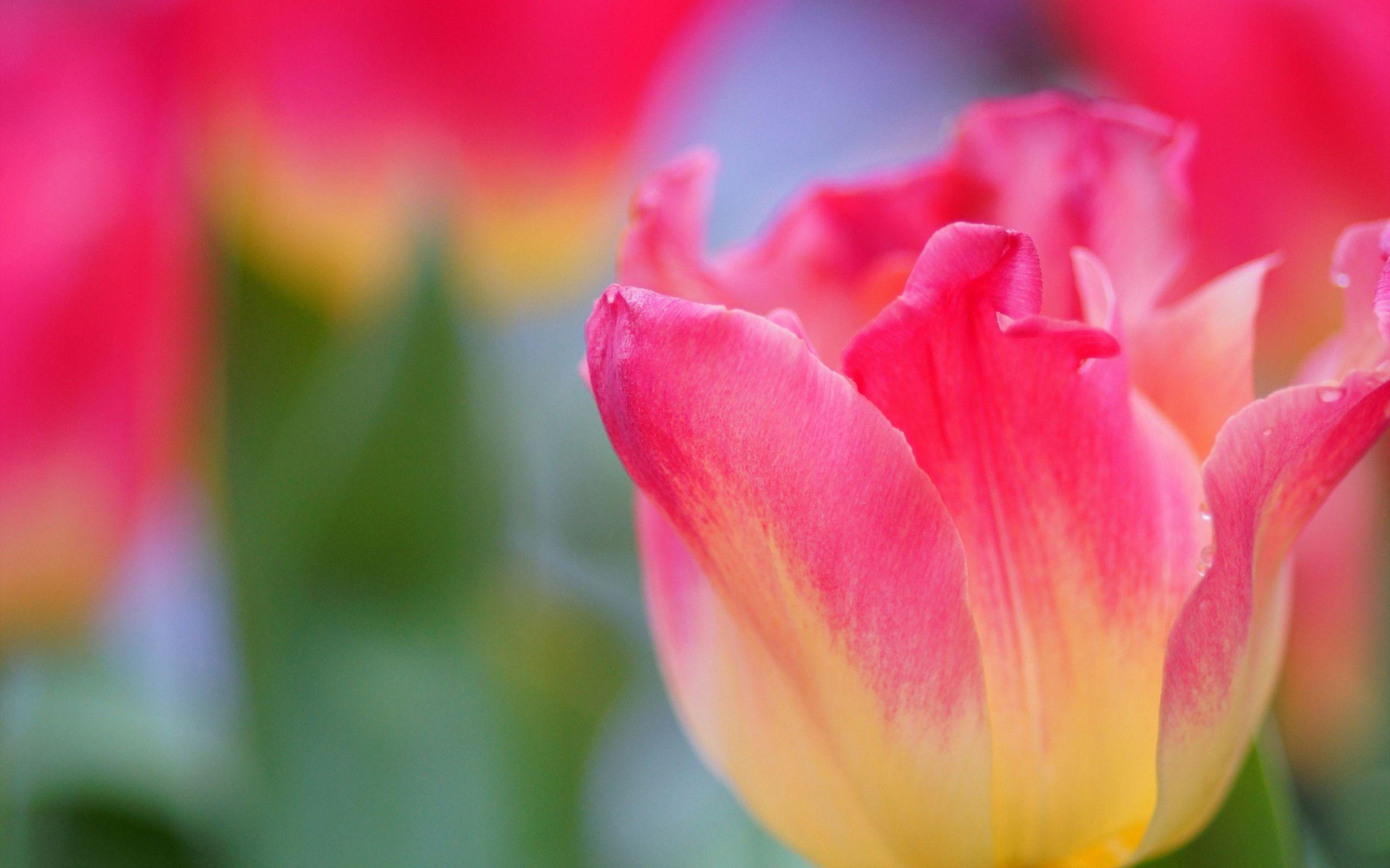 Pink Tulip Wallpapers Wallpaper Cave