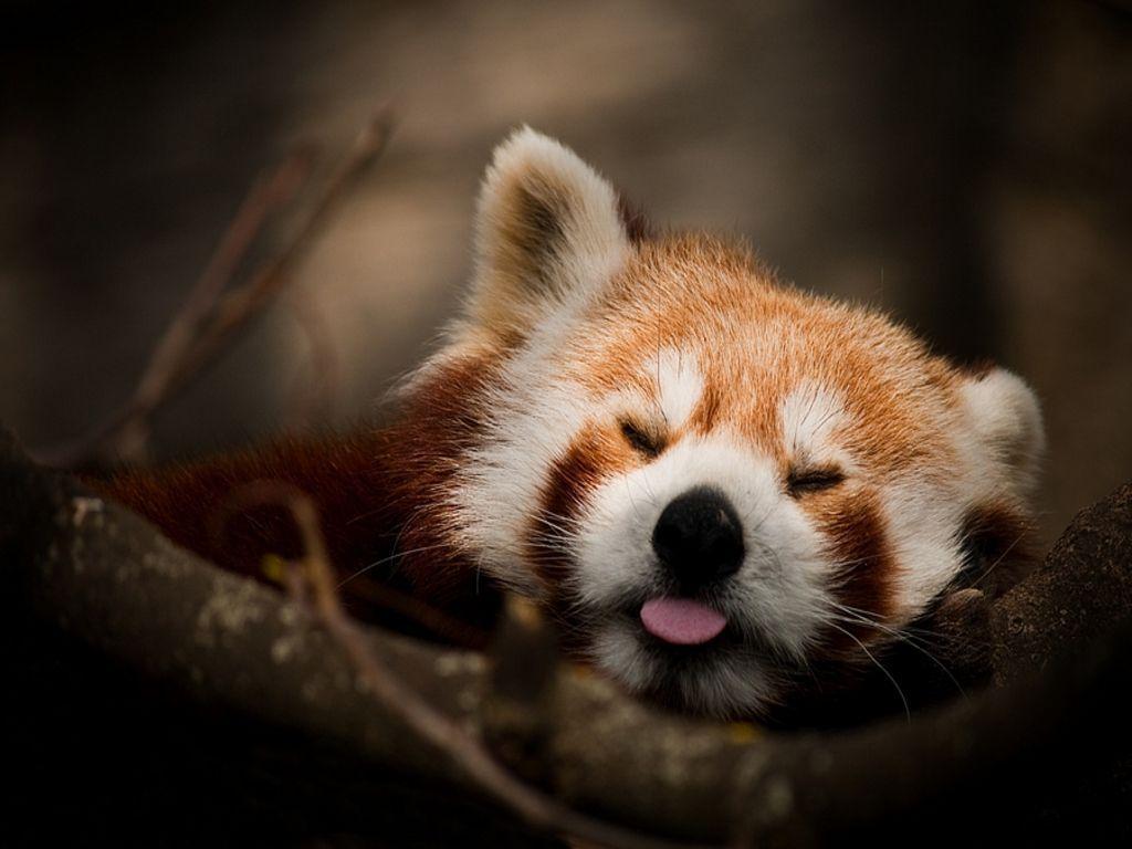 Red Panda Wallpapers Wallpaper Cave