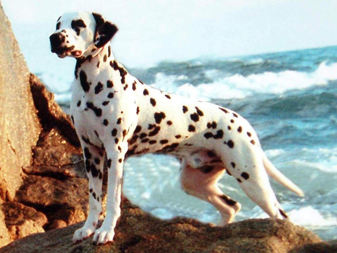 Dalmation Wallpapers Wallpaper Cave