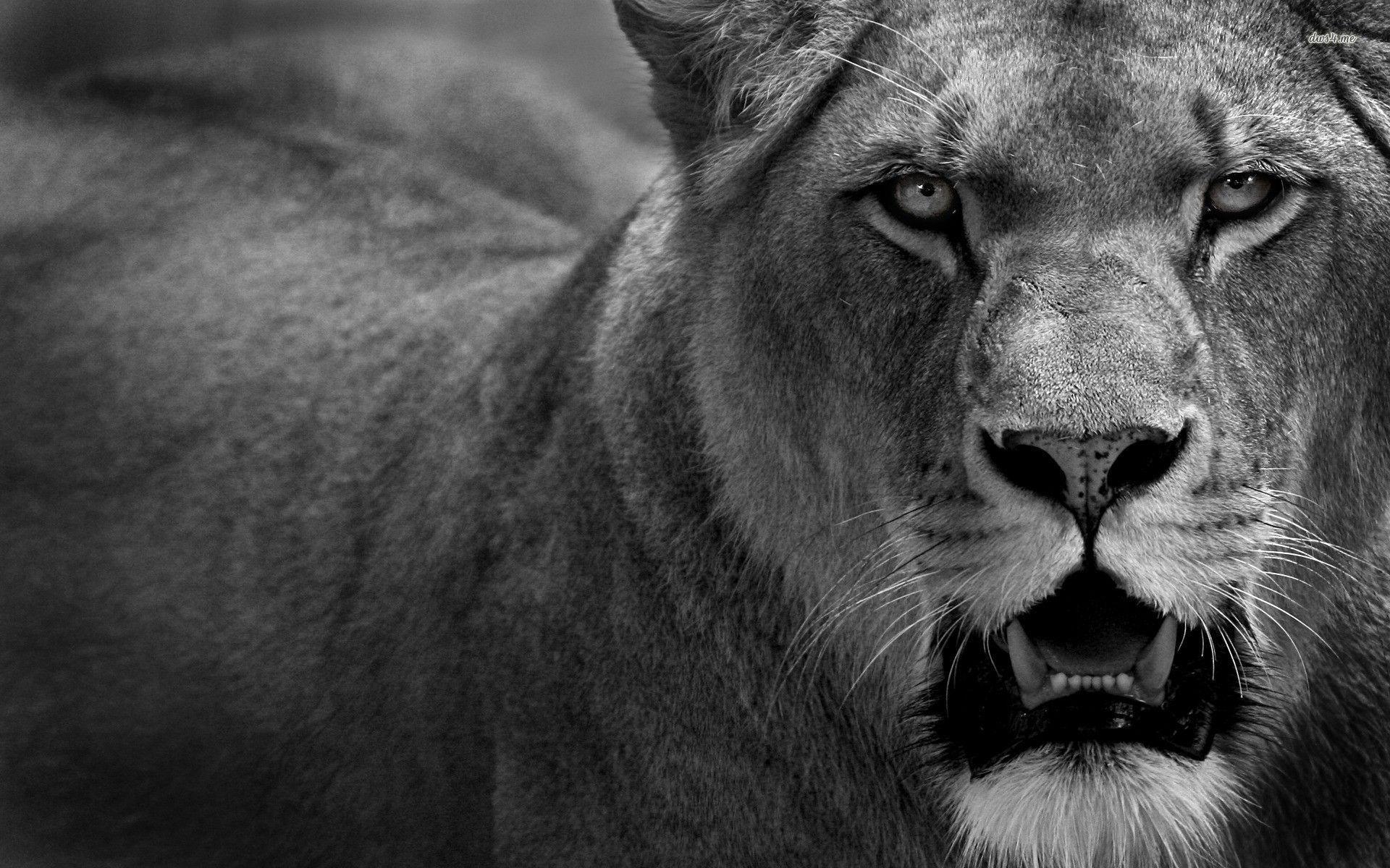 Lioness Wallpapers Wallpaper Cave