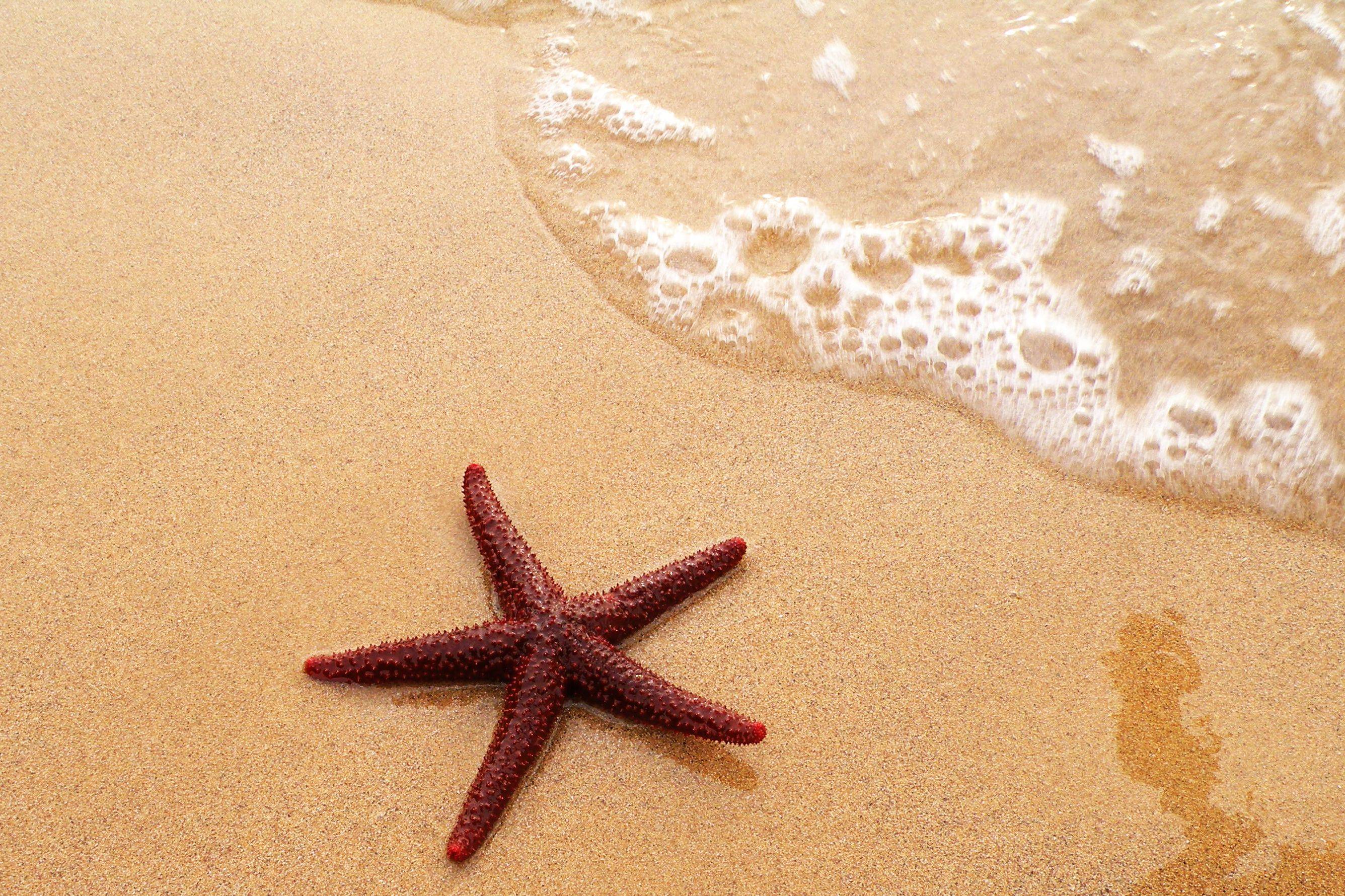 Starfish Wallpapers Wallpaper Cave