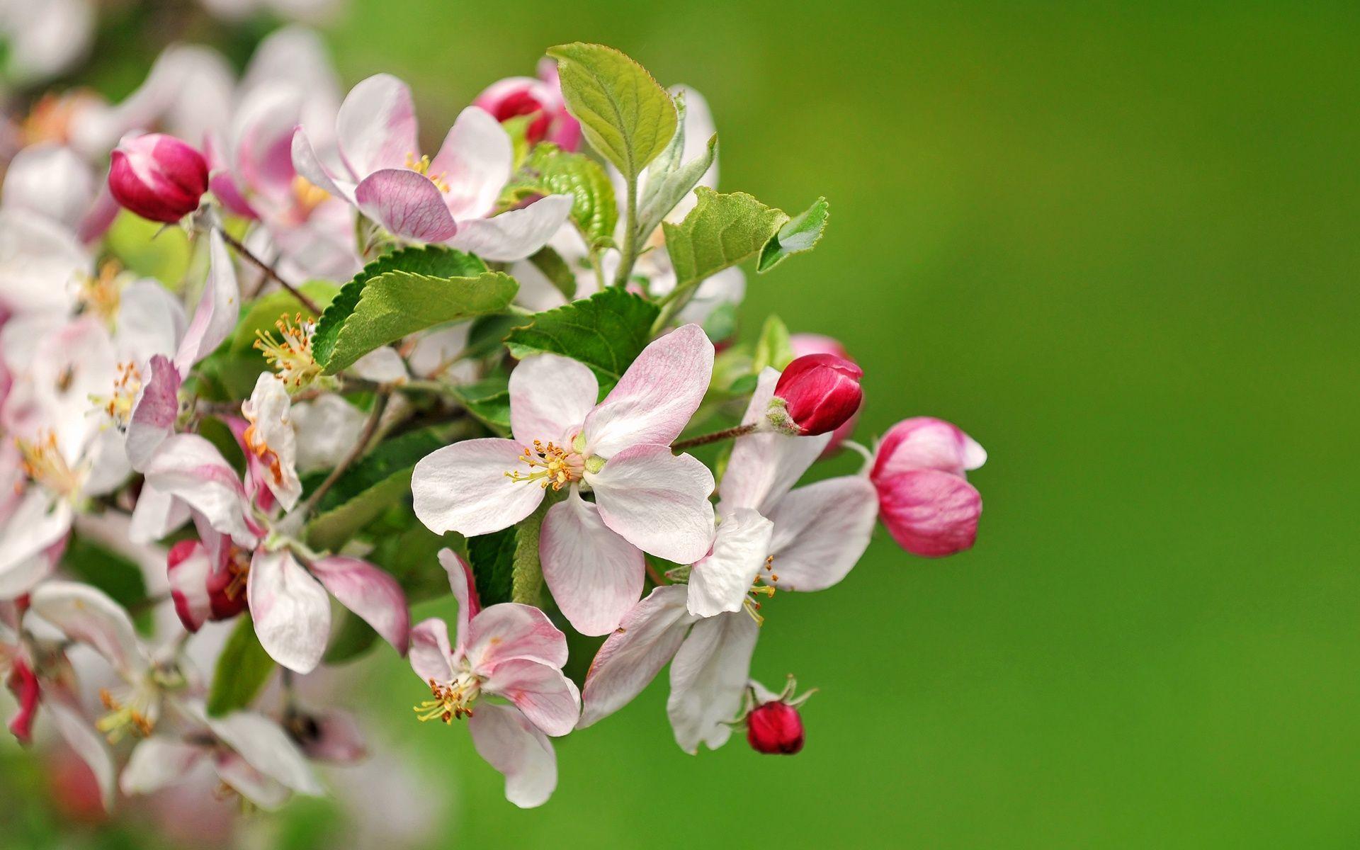 Apple Blossom Wallpapers Wallpaper Cave