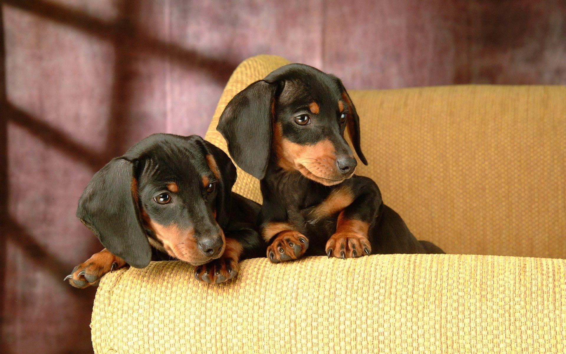 Dachshund Wallpapers Wallpaper Cave