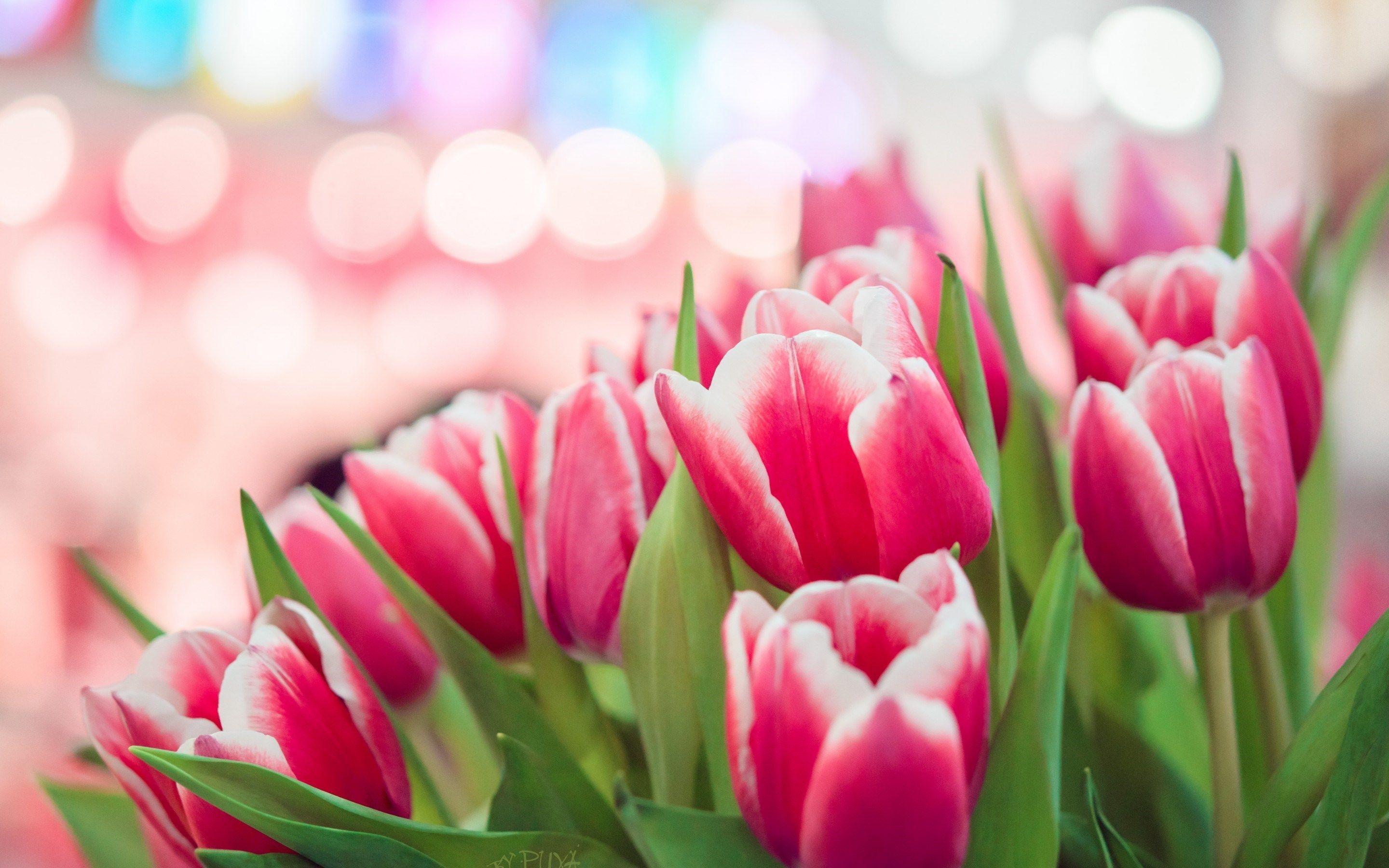 Pink Tulips Wallpapers Wallpaper Cave
