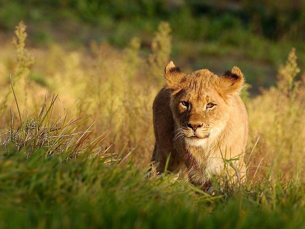Lion Cub Wallpapers Wallpaper Cave