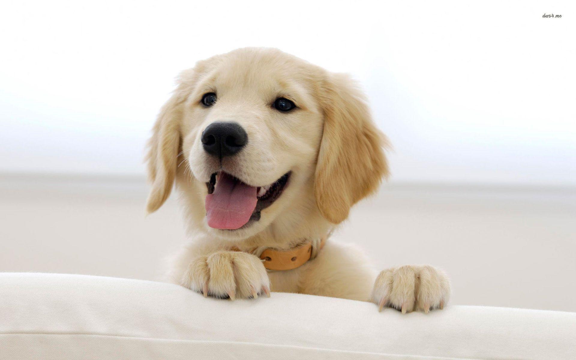 Golden Retriever Wallpapers Wallpaper Cave