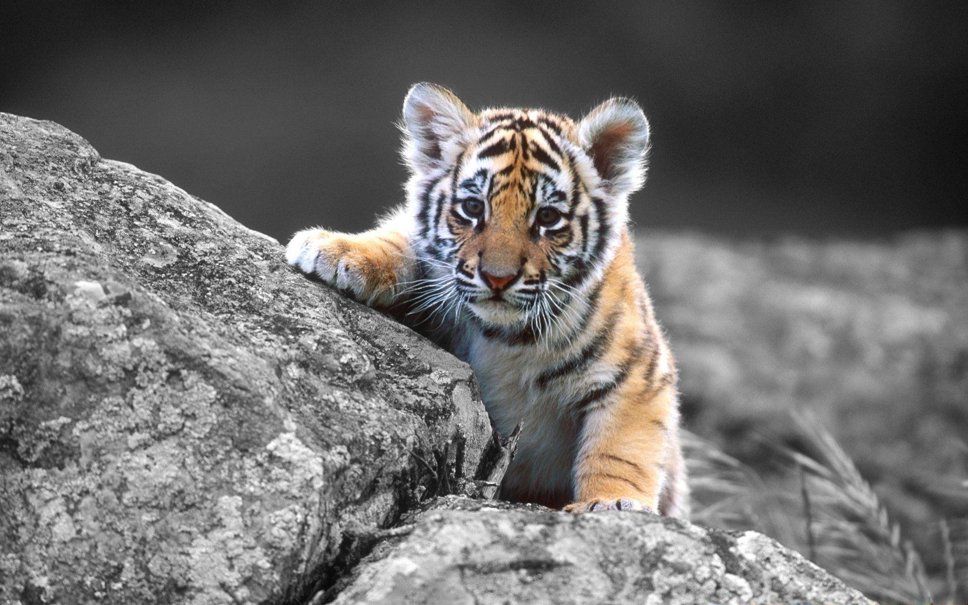 Baby White Tiger Wallpapers Wallpaper Cave