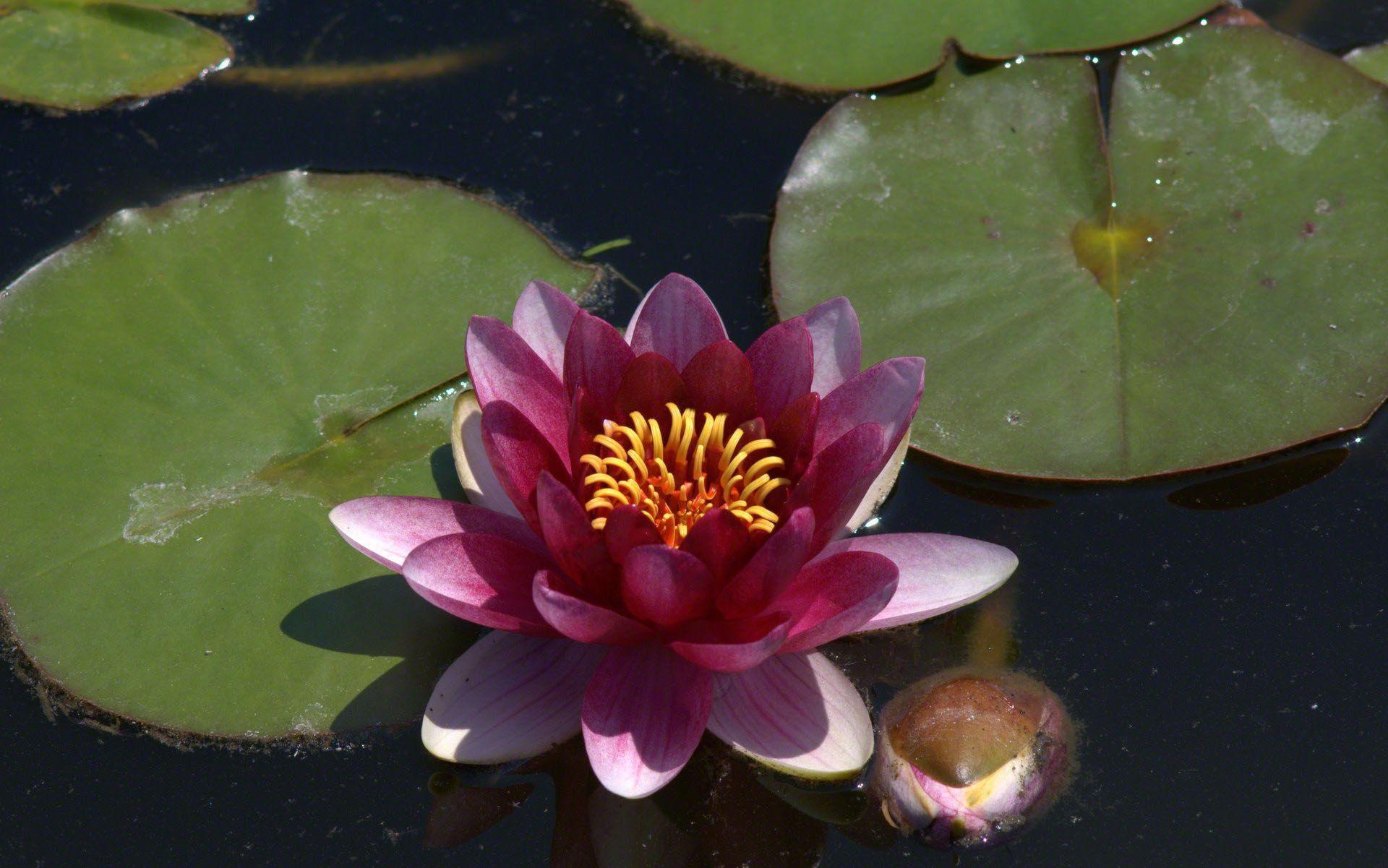 Water Lily Wallpapers Wallpaper Cave