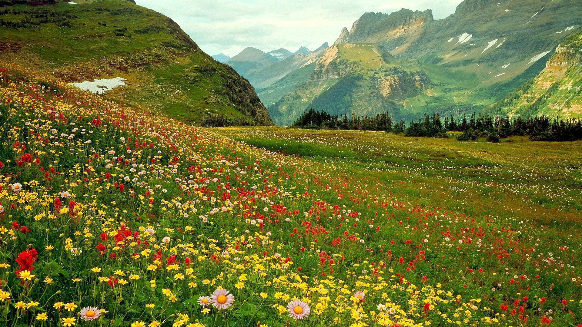 Wild Flowers Wallpapers Wallpaper Cave