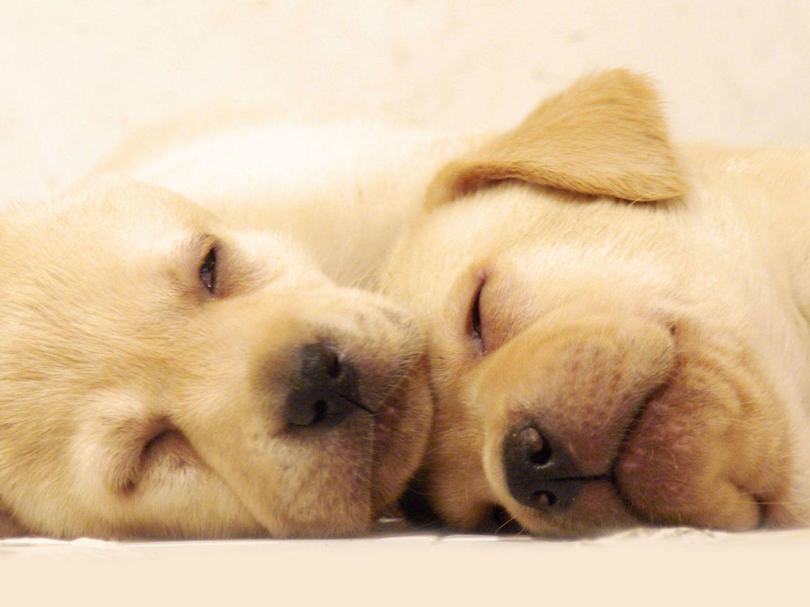 Cool Dog Backgrounds Wallpaper Cave