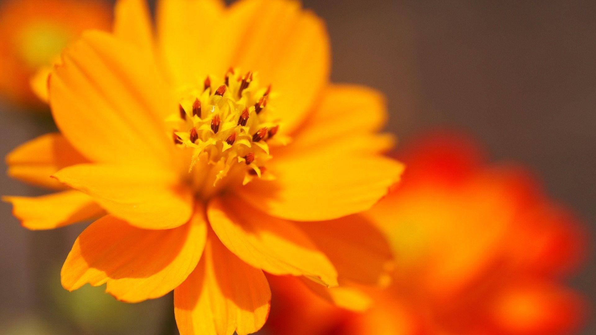 Cool Flower Wallpapers Wallpaper Cave