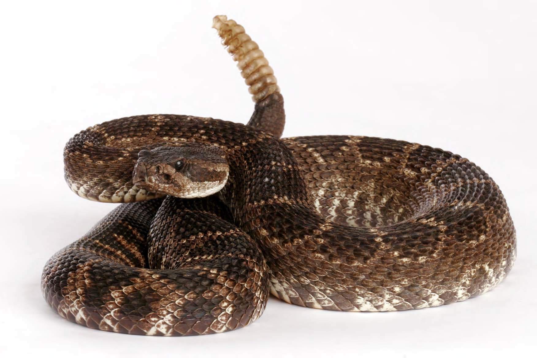 Rattlesnake Wallpapers Wallpaper Cave