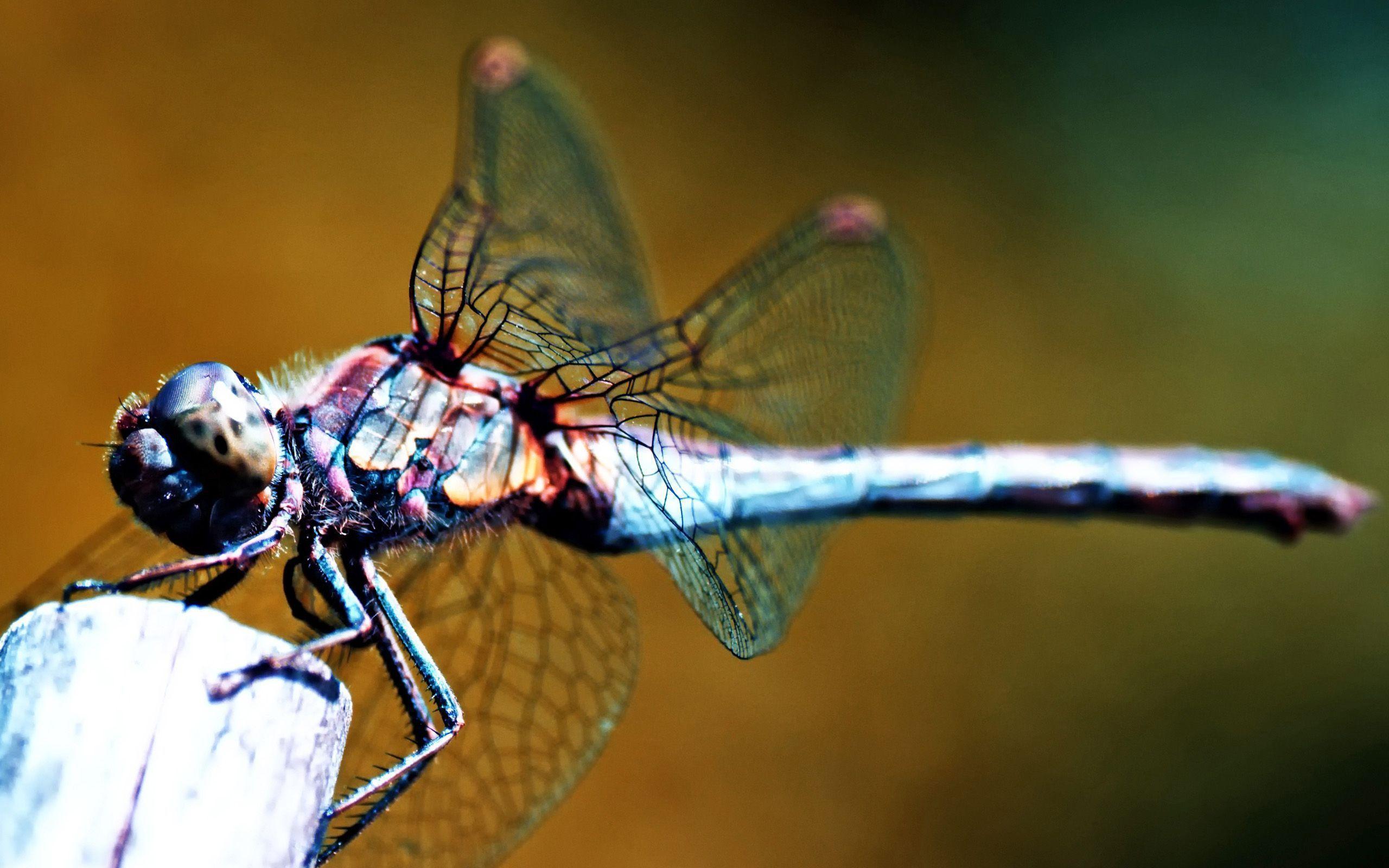 Dragonfly Wallpapers Wallpaper Cave